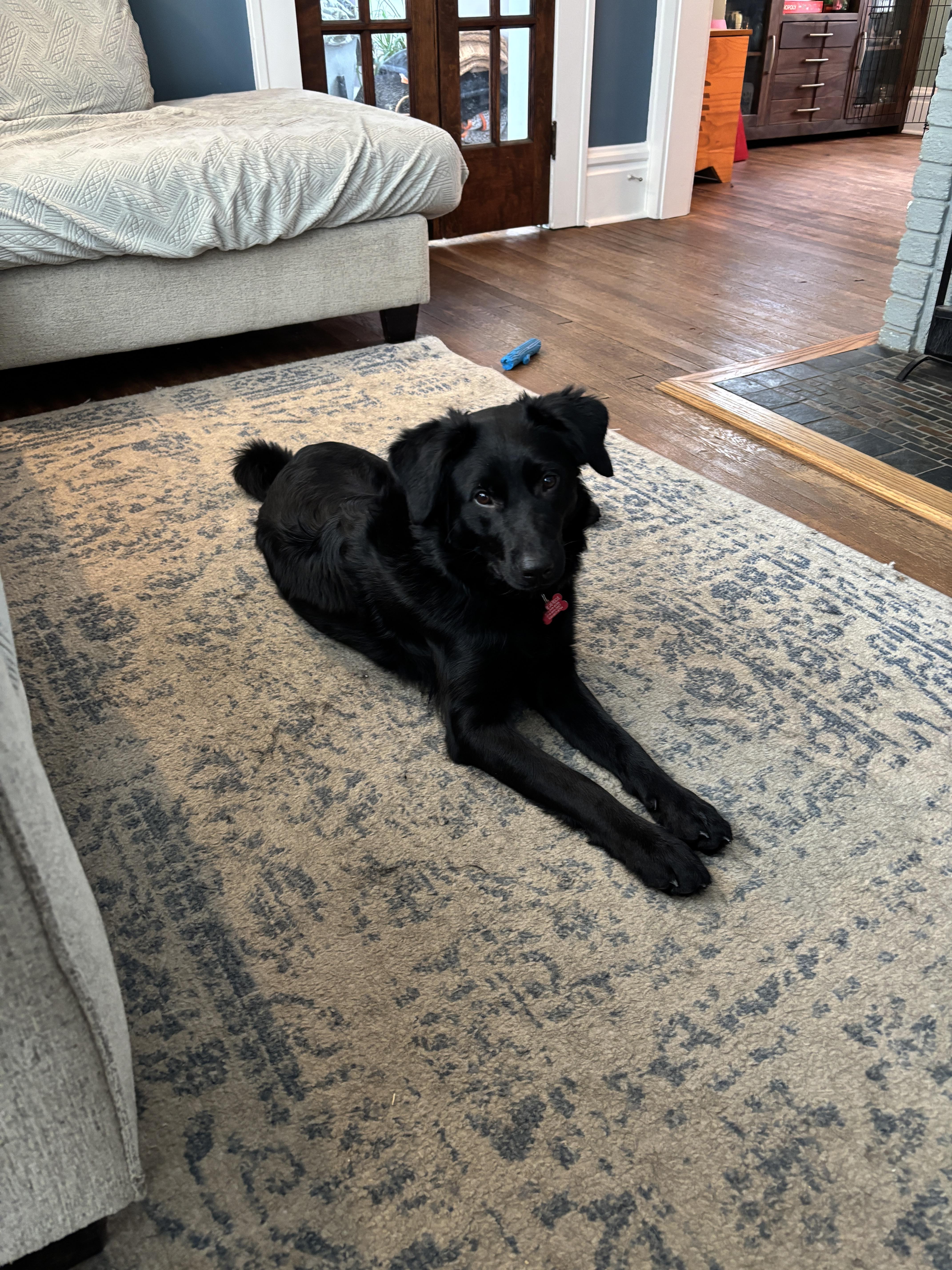 Enlarge Kirby, a Adoptable mixed breed in Medina, OH image 2/6