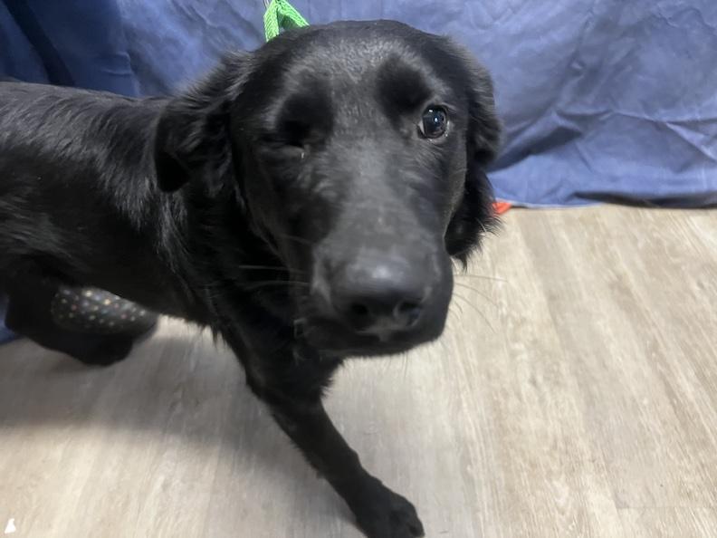 Kirby-Not Accepting Applications Yet!, a Adoptable mixed breed in Medina, OH image 2/4