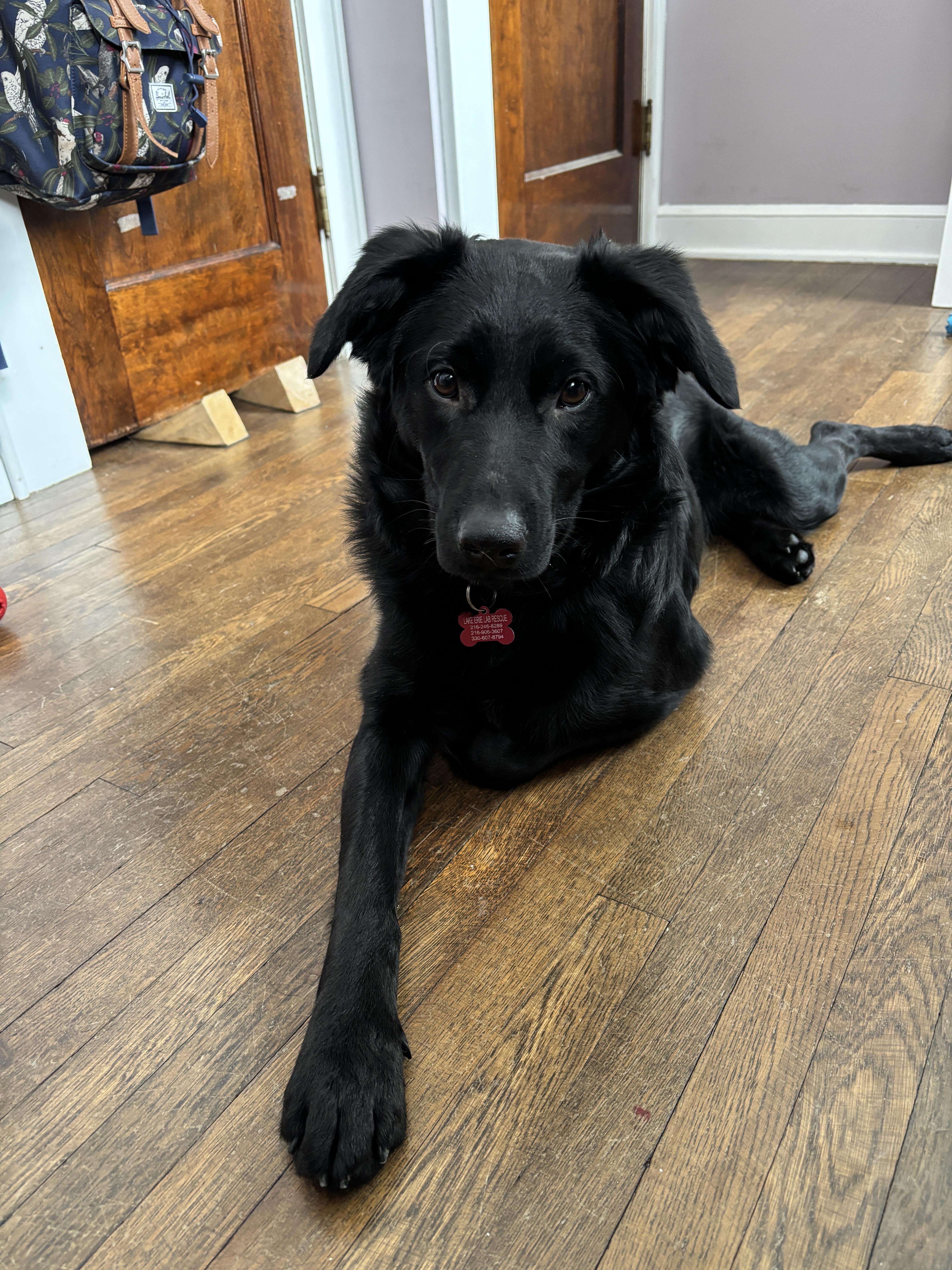 Enlarge Kirby, a Adoptable mixed breed in Medina, OH image 1/6