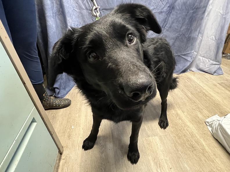 Kirby-Not Accepting Applications Yet!, a Adoptable mixed breed in Medina, OH image 1/4