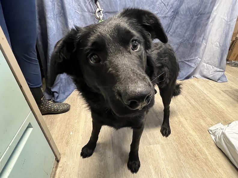 Kirby-Not Accepting Applications Yet!, a Adoptable mixed breed in Medina, OH image 3/4