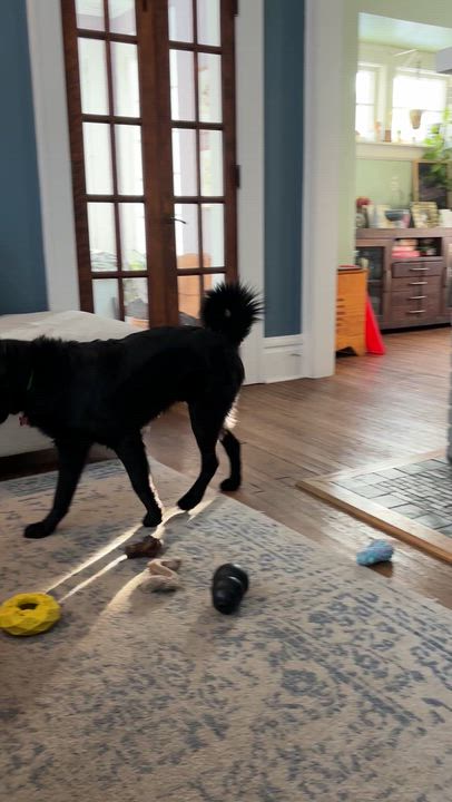 Enlarge Kirby, a Adoptable mixed breed in Medina, OH video 6/6