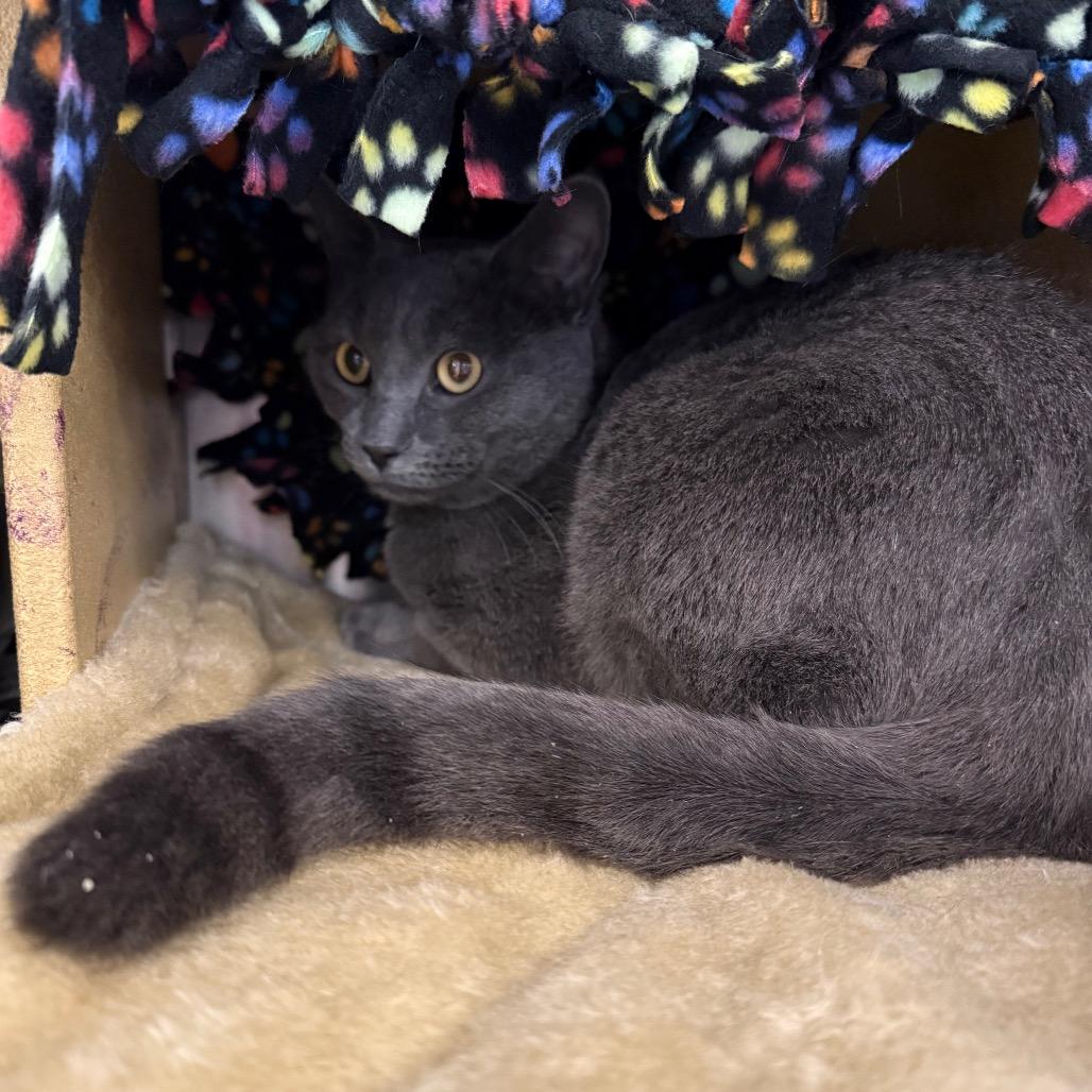 Mr Grey, Adoptable, Adult Male Domestic Short Hair.