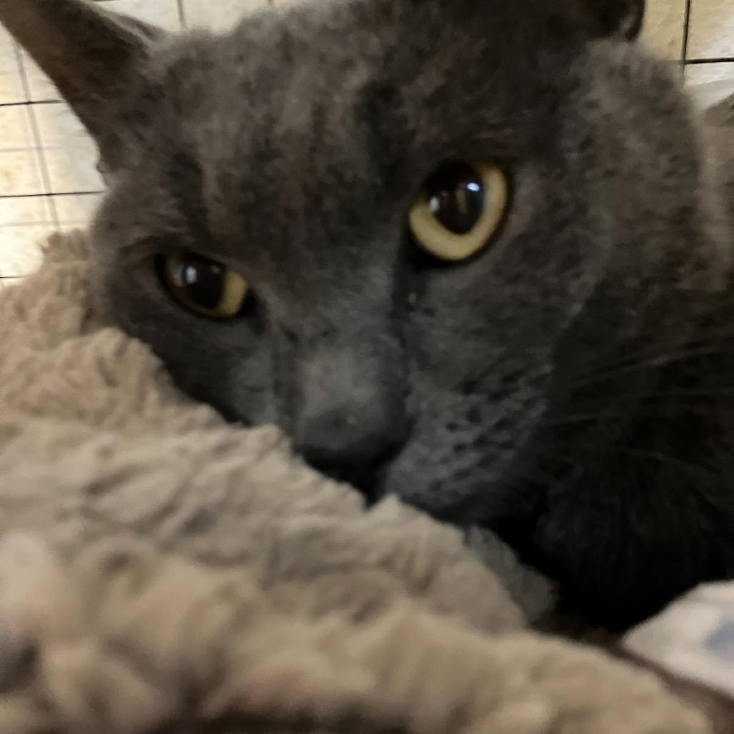 Mr Grey, a Adoptable Domestic Short Hair in Overland Park, KS image 1/3