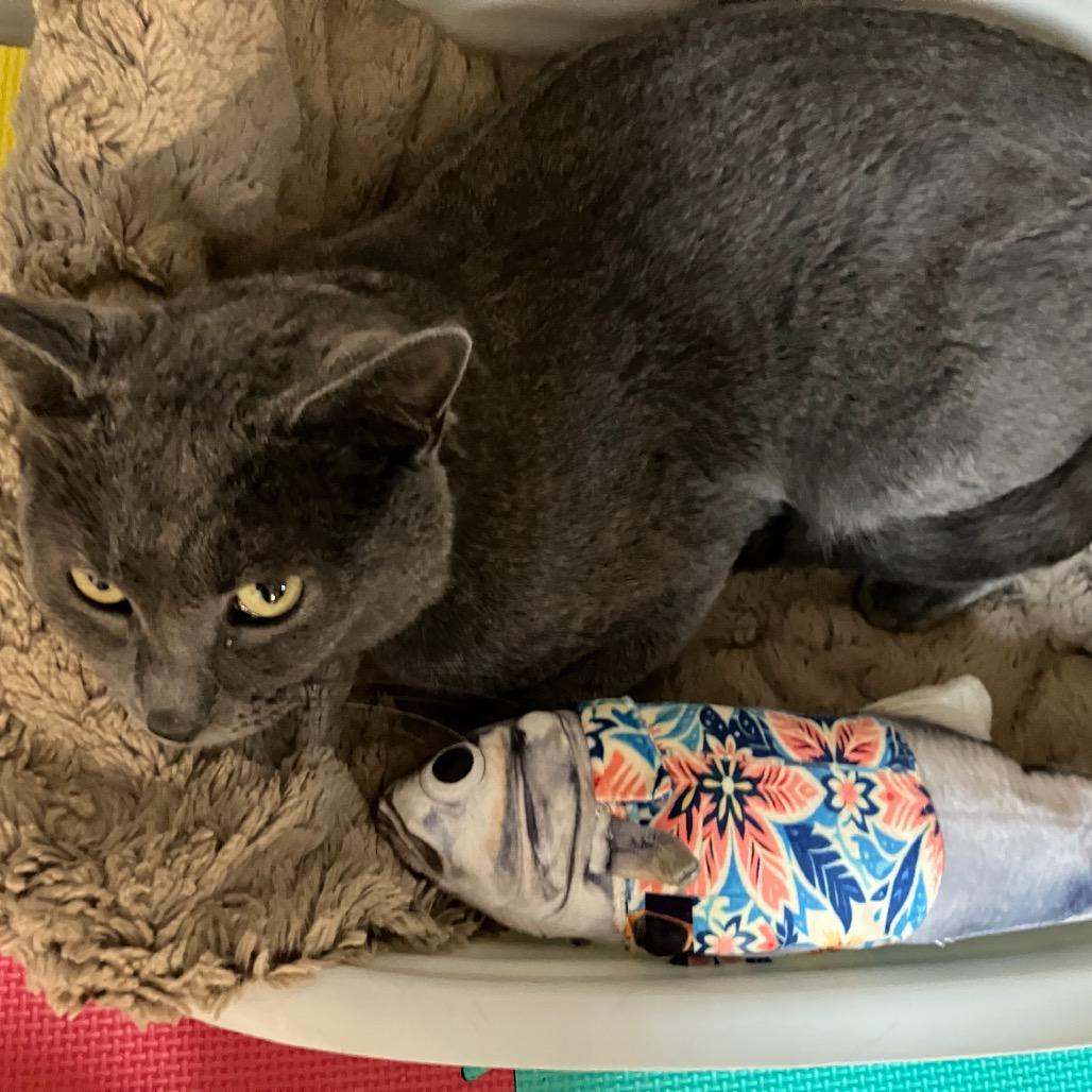 Mr Grey, a Adoptable Domestic Short Hair in Overland Park, KS image 3/3