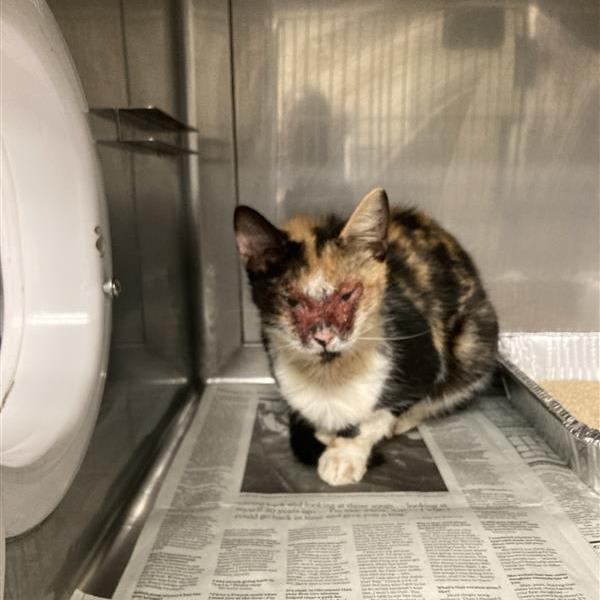 Kat, Adoptable, Young Female Domestic Short Hair.