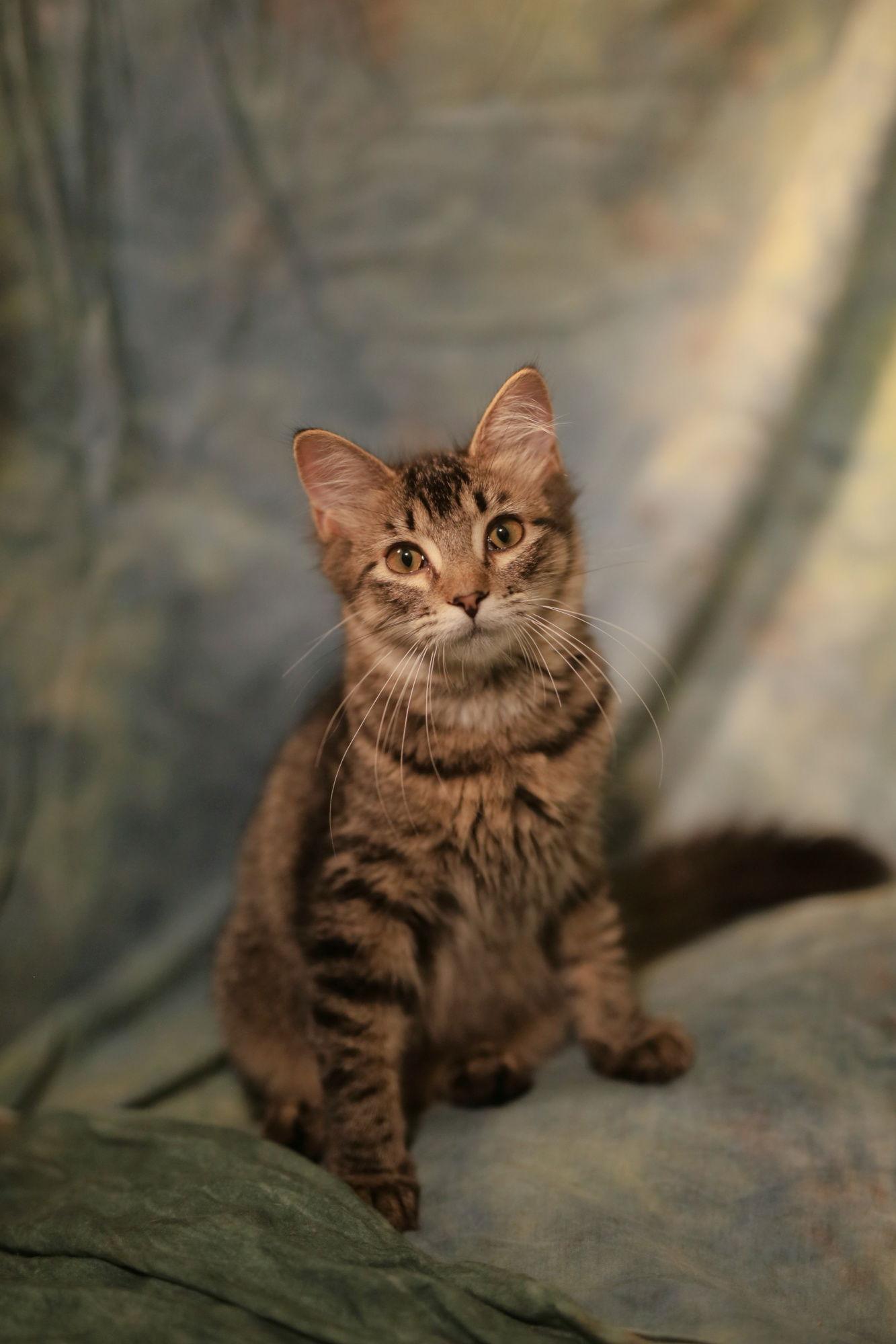 Badkins (FeLV+), Adoptable, Young Female Domestic Medium Hair.