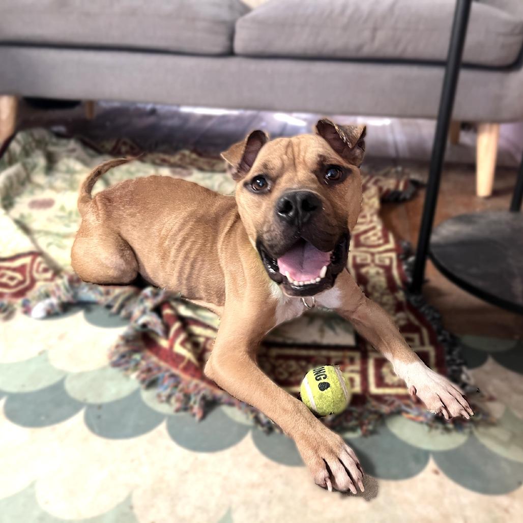 Enlarge Protozoa, a Adoptable Pit Bull Terrier in Austin, TX image 1/6