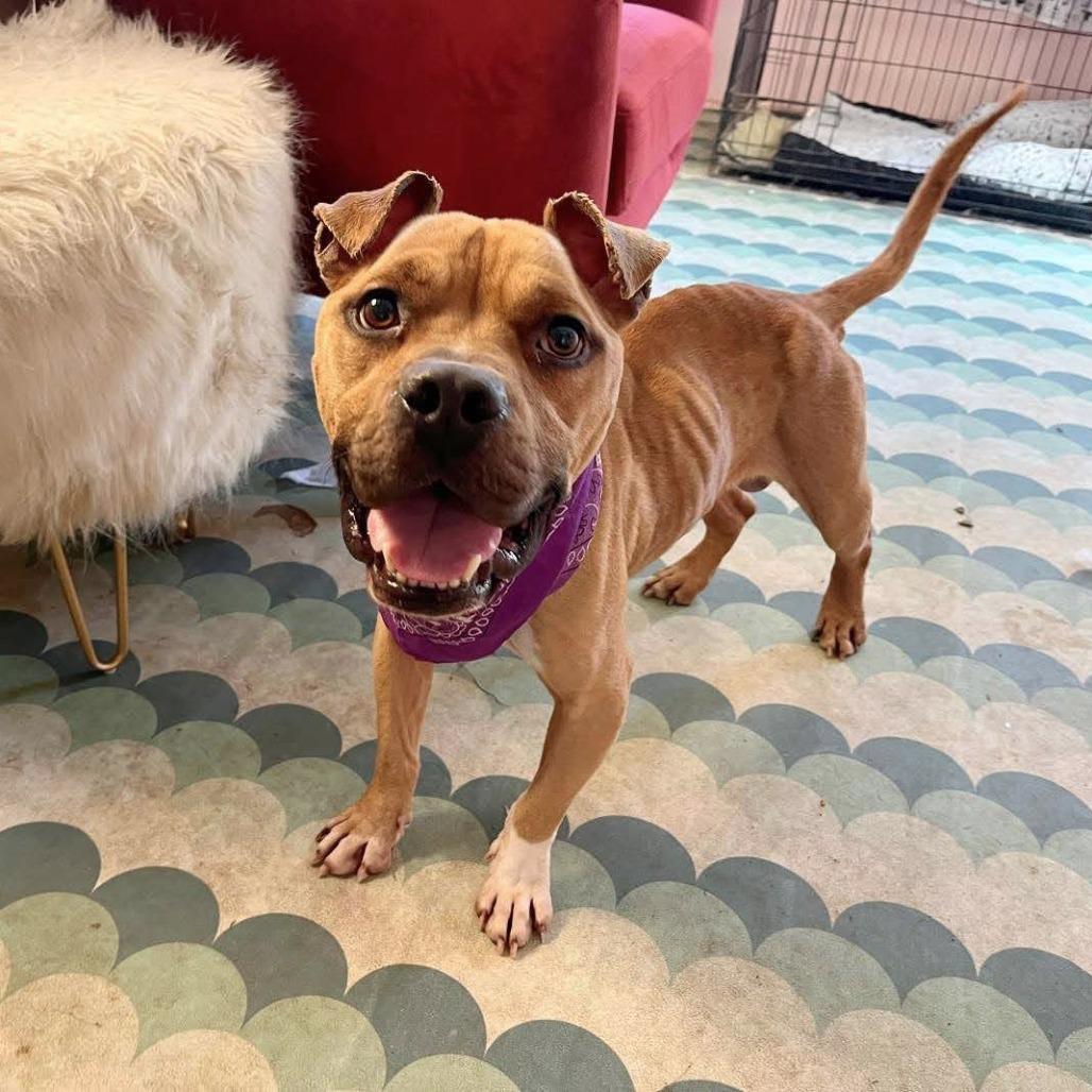 Protozoa, Adoptable, Adult Male Pit Bull Terrier.