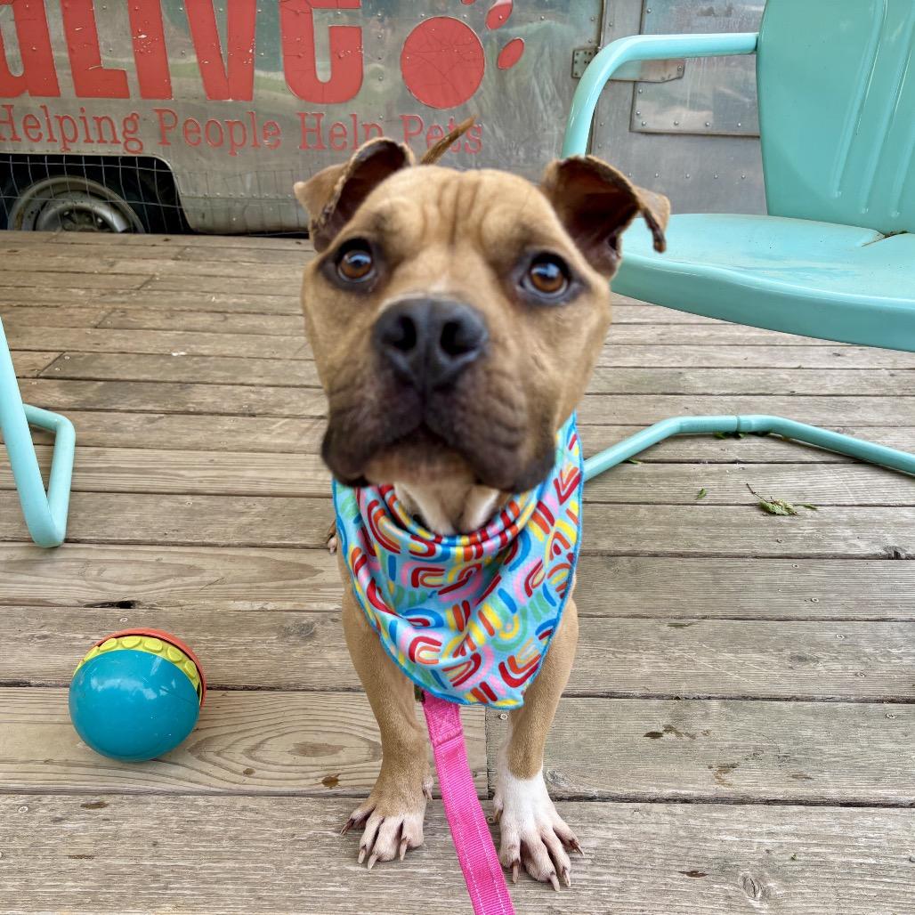 Protozoa, Adoptable, Adult Male Pit Bull Terrier.