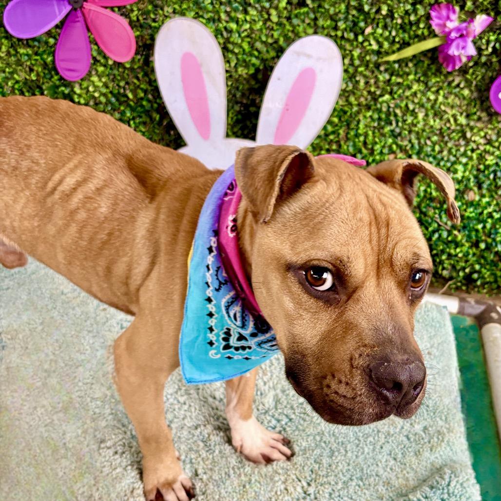 Enlarge Protozoa, a Adoptable Pit Bull Terrier in Austin, TX image 3/6