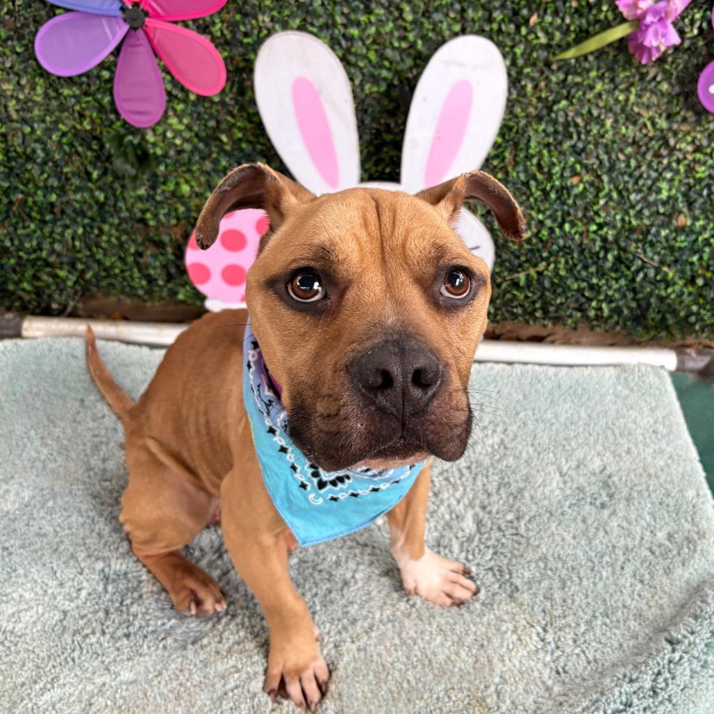 Enlarge Protozoa, a Adoptable Pit Bull Terrier in Austin, TX image 4/6