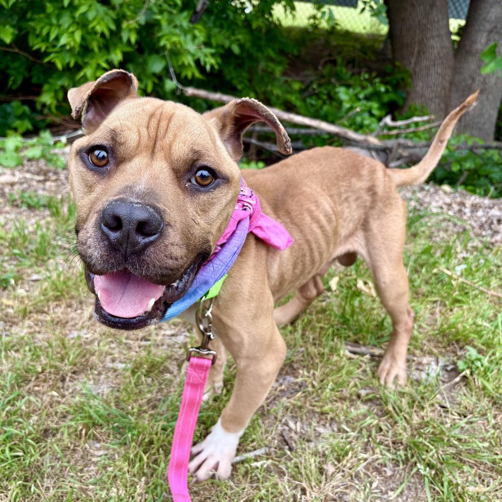 Enlarge Protozoa, a Adoptable Pit Bull Terrier in Austin, TX image 5/6