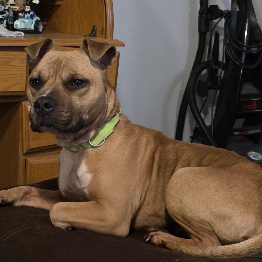 Enlarge Protozoa, a Adoptable Pit Bull Terrier in Austin, TX image 5/6