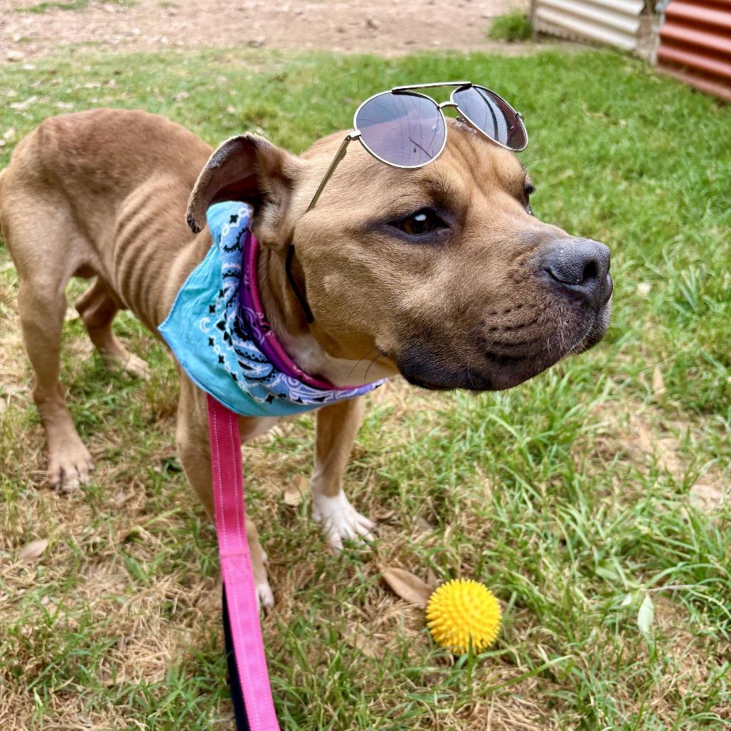 Enlarge Protozoa, a Adoptable Pit Bull Terrier in Austin, TX image 6/6
