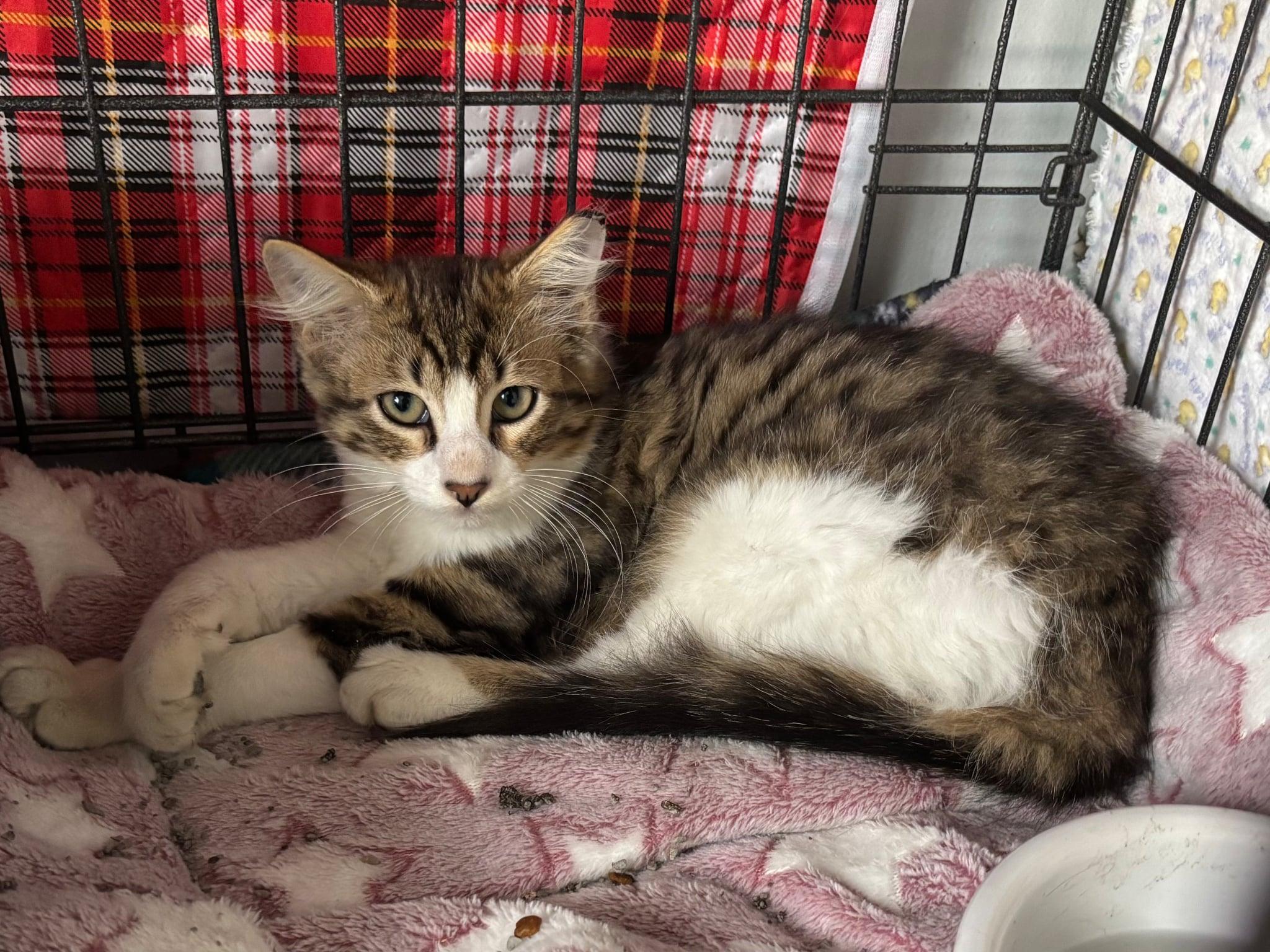Tychon, Young Male unknown