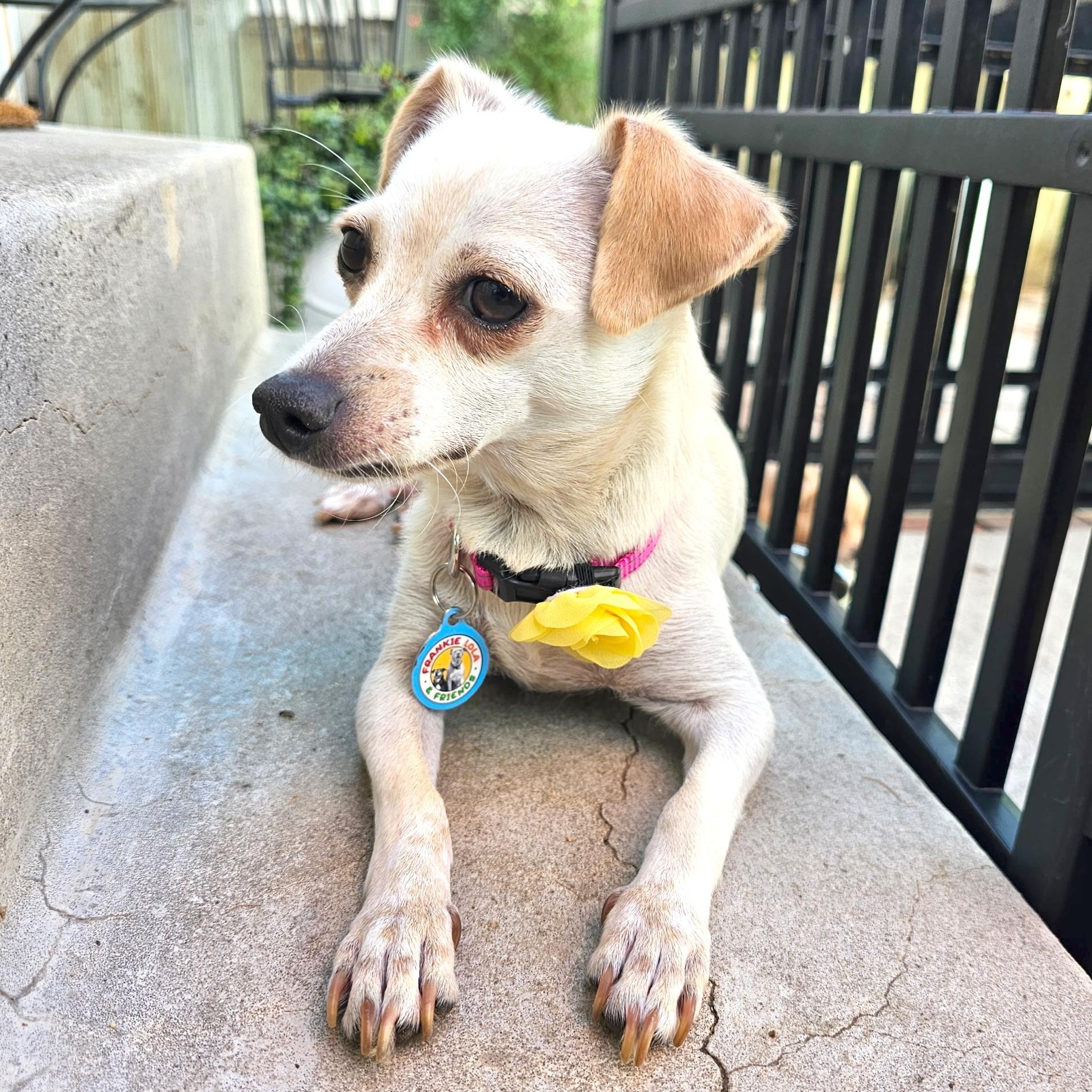 Enlarge Patty, a ADOPTABLE mixed breed in Sun Valley, CA image 6/6