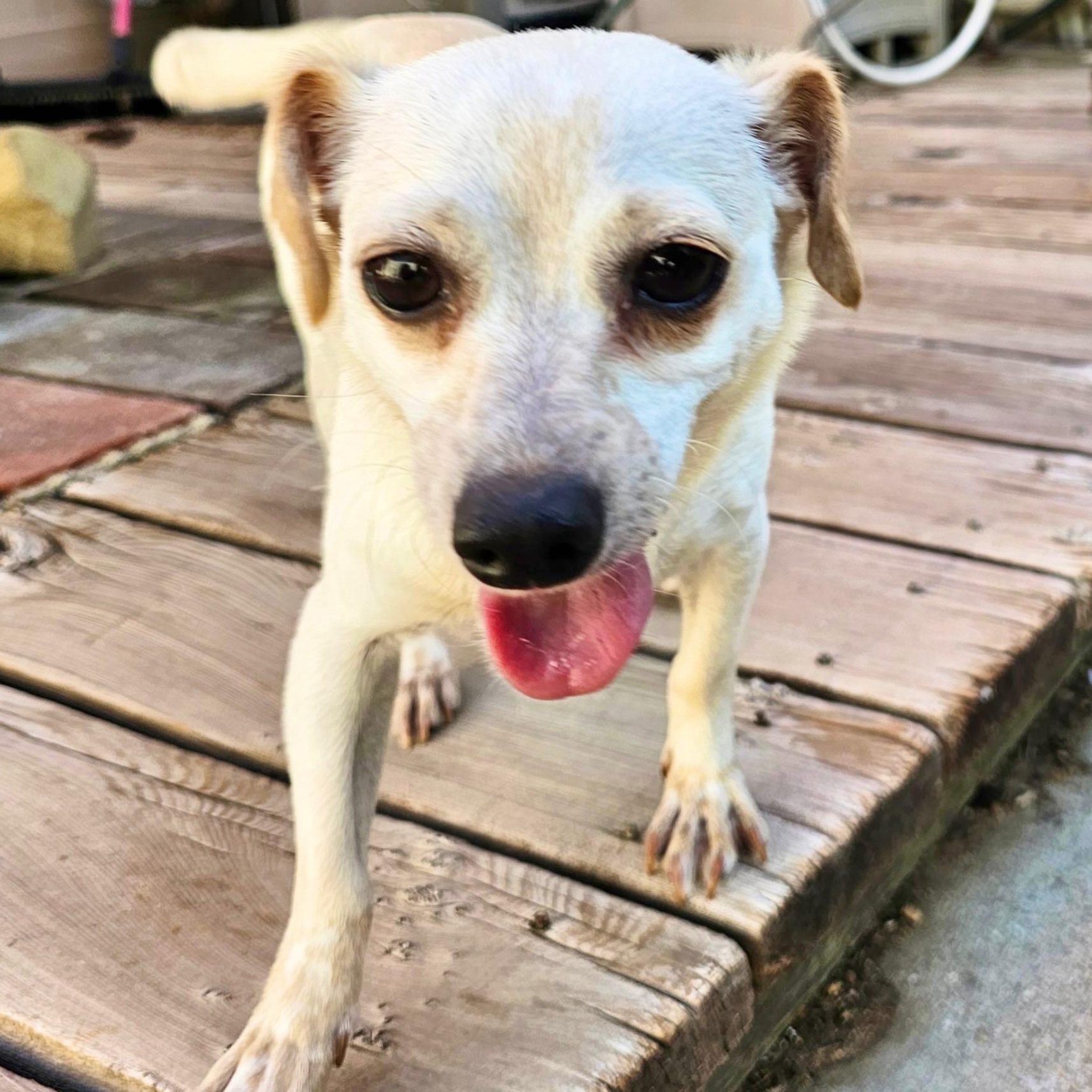 Enlarge Patty, a ADOPTABLE mixed breed in Sun Valley, CA image 1/6