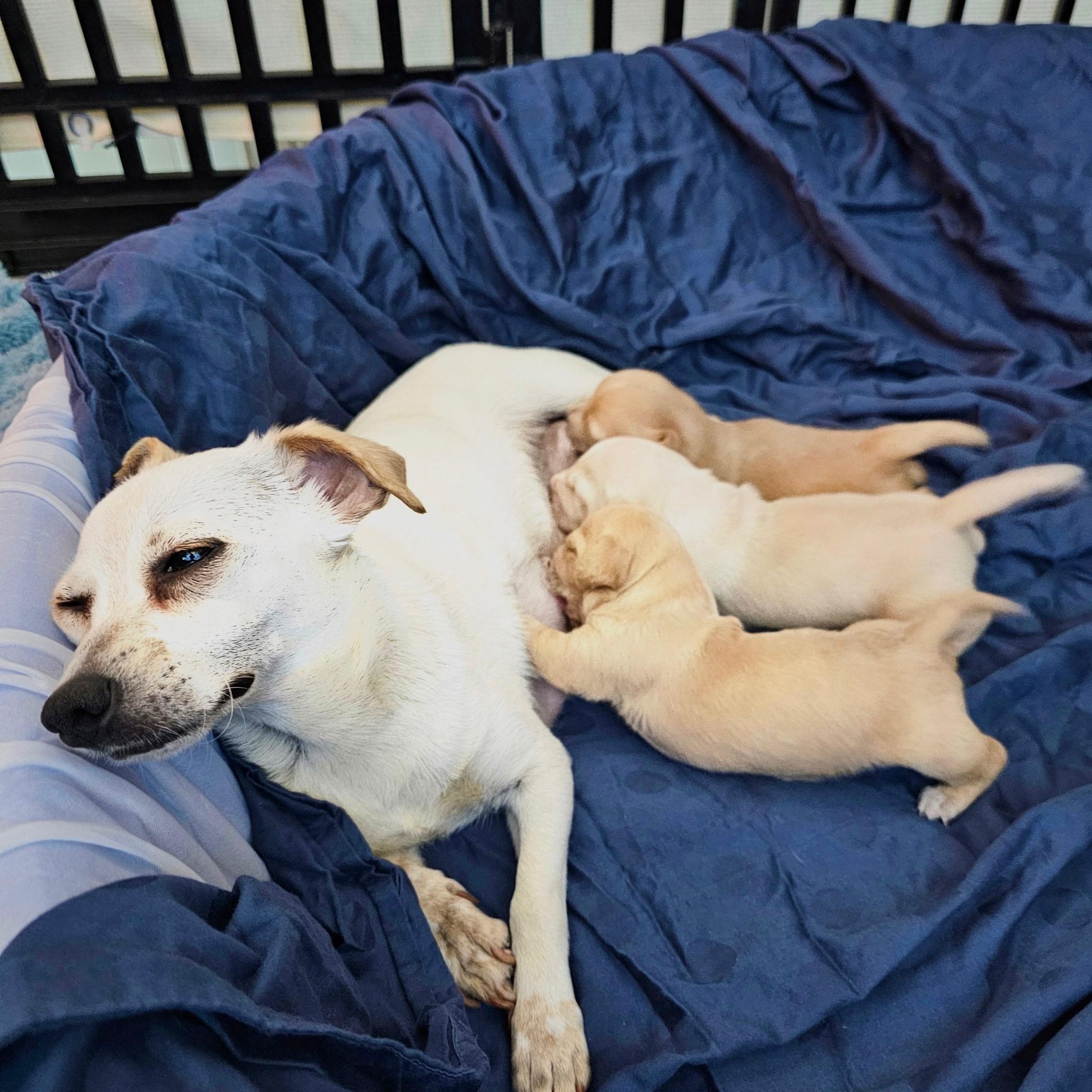 Enlarge Patty, a ADOPTABLE mixed breed in Sun Valley, CA image 5/6