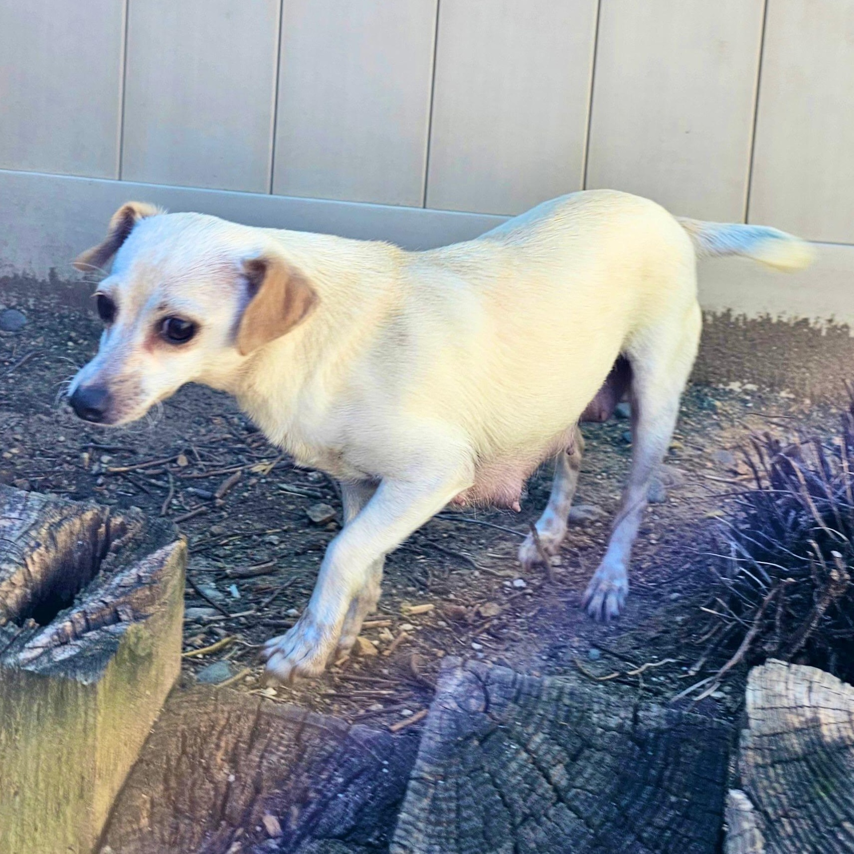 Enlarge Patty, a ADOPTABLE mixed breed in Sun Valley, CA image 4/6