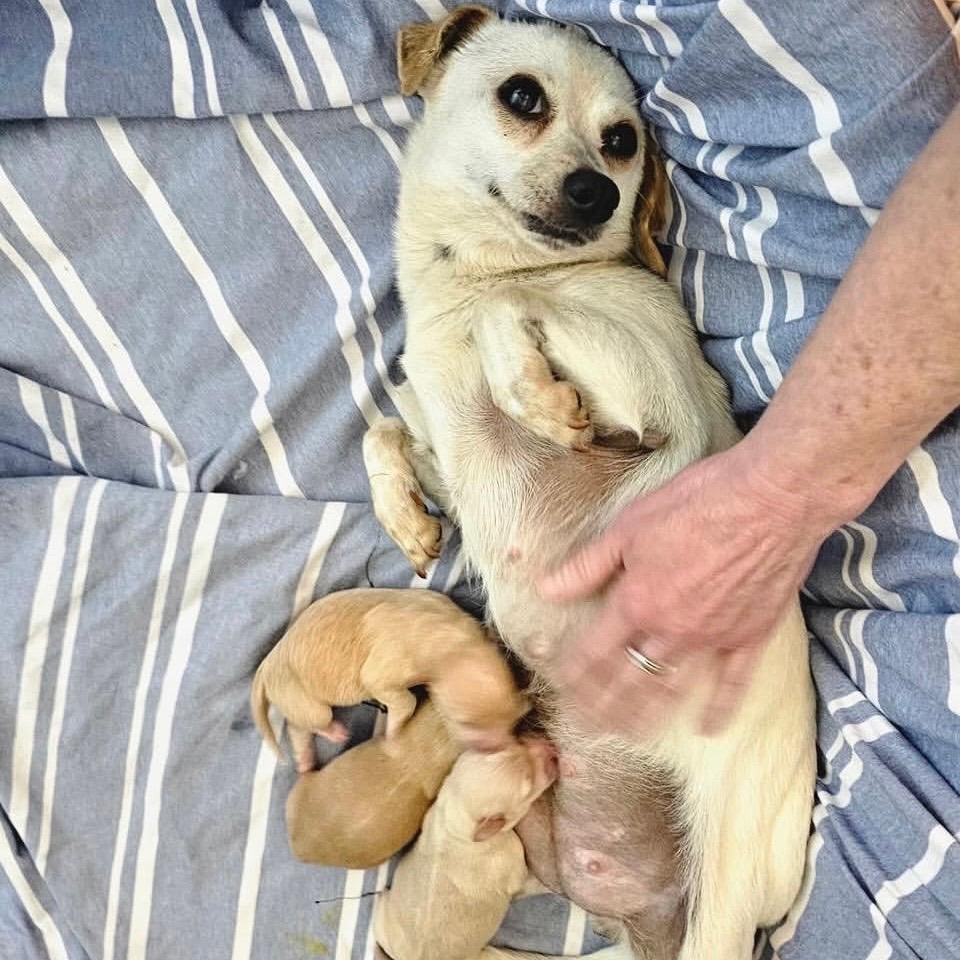 Enlarge Patty, a ADOPTABLE mixed breed in Sun Valley, CA image 6/6