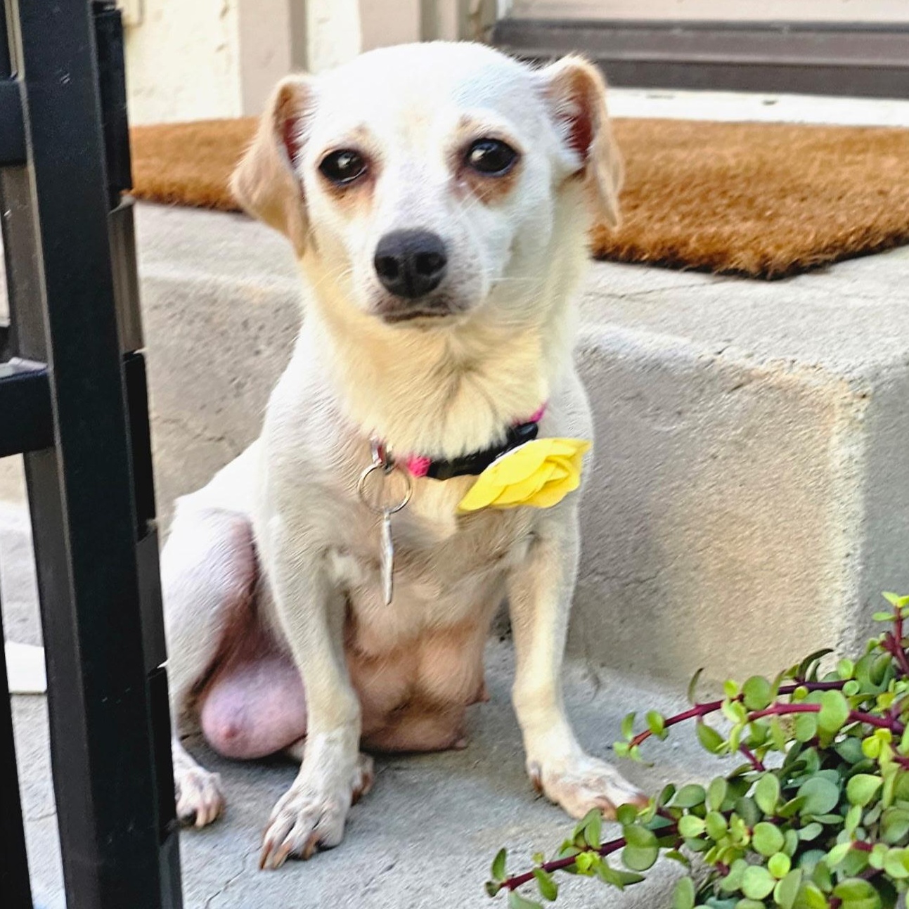Enlarge Patty, a ADOPTABLE mixed breed in Sun Valley, CA image 5/6