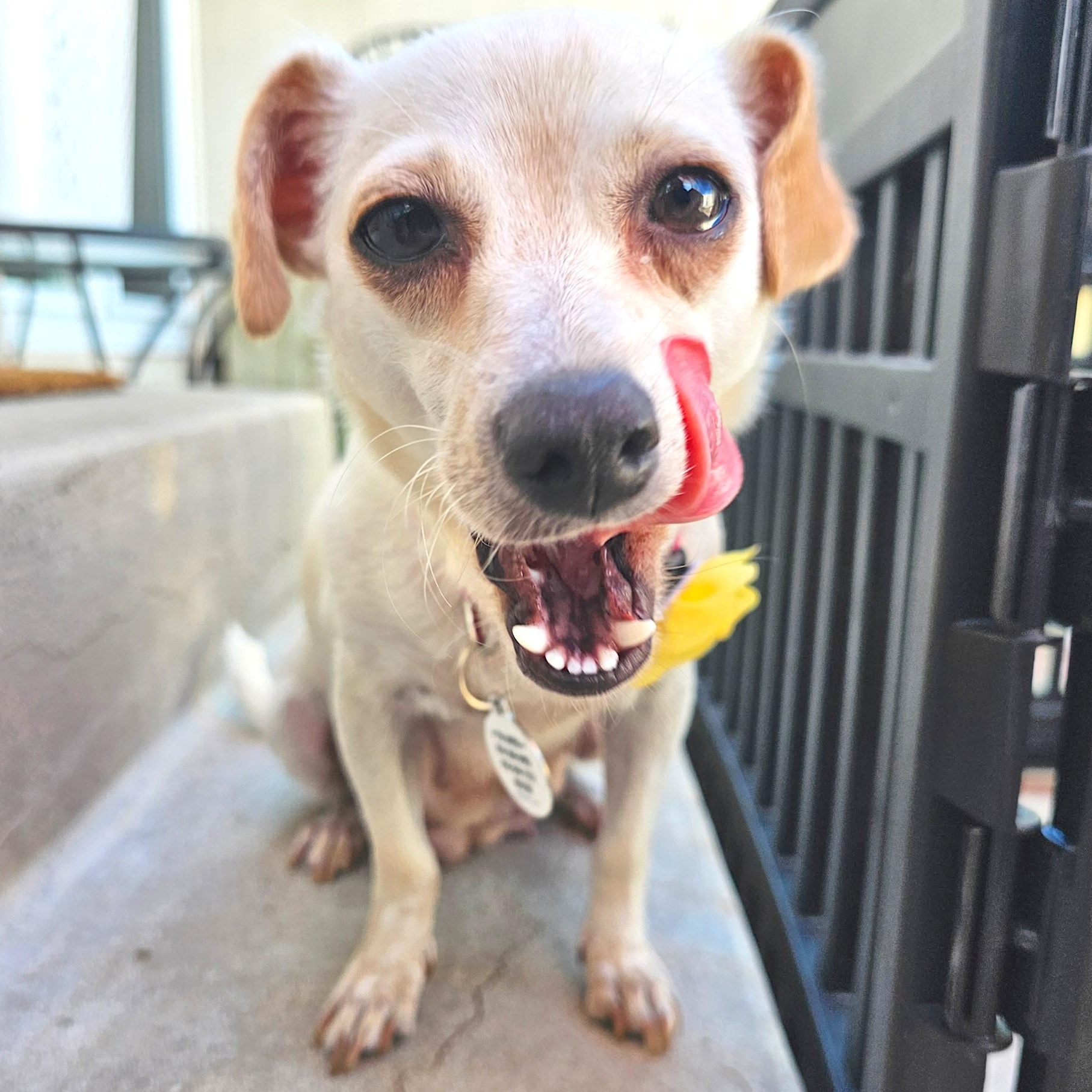 Enlarge Patty, a ADOPTABLE mixed breed in Sun Valley, CA image 1/6