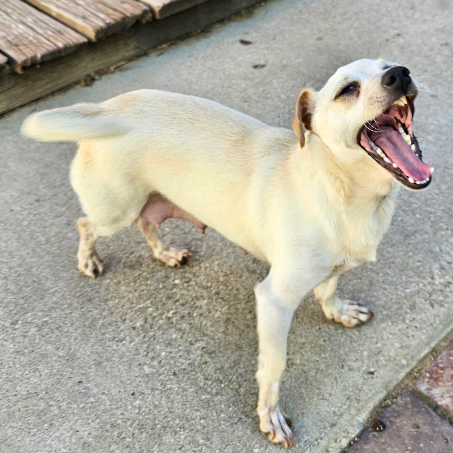 Enlarge Patty, a ADOPTABLE mixed breed in Sun Valley, CA image 3/6