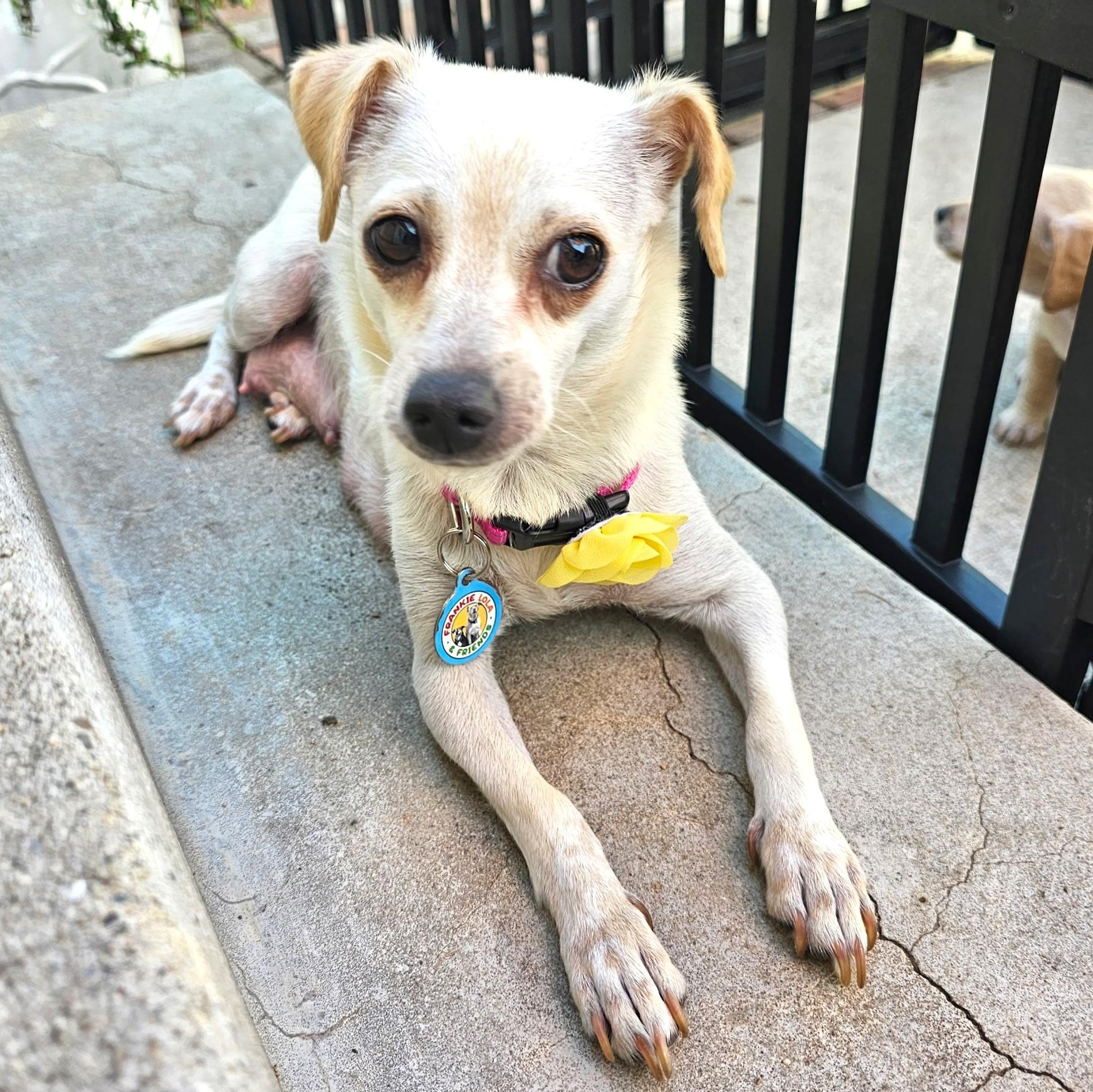 Enlarge Patty, a ADOPTABLE mixed breed in Sun Valley, CA image 2/6