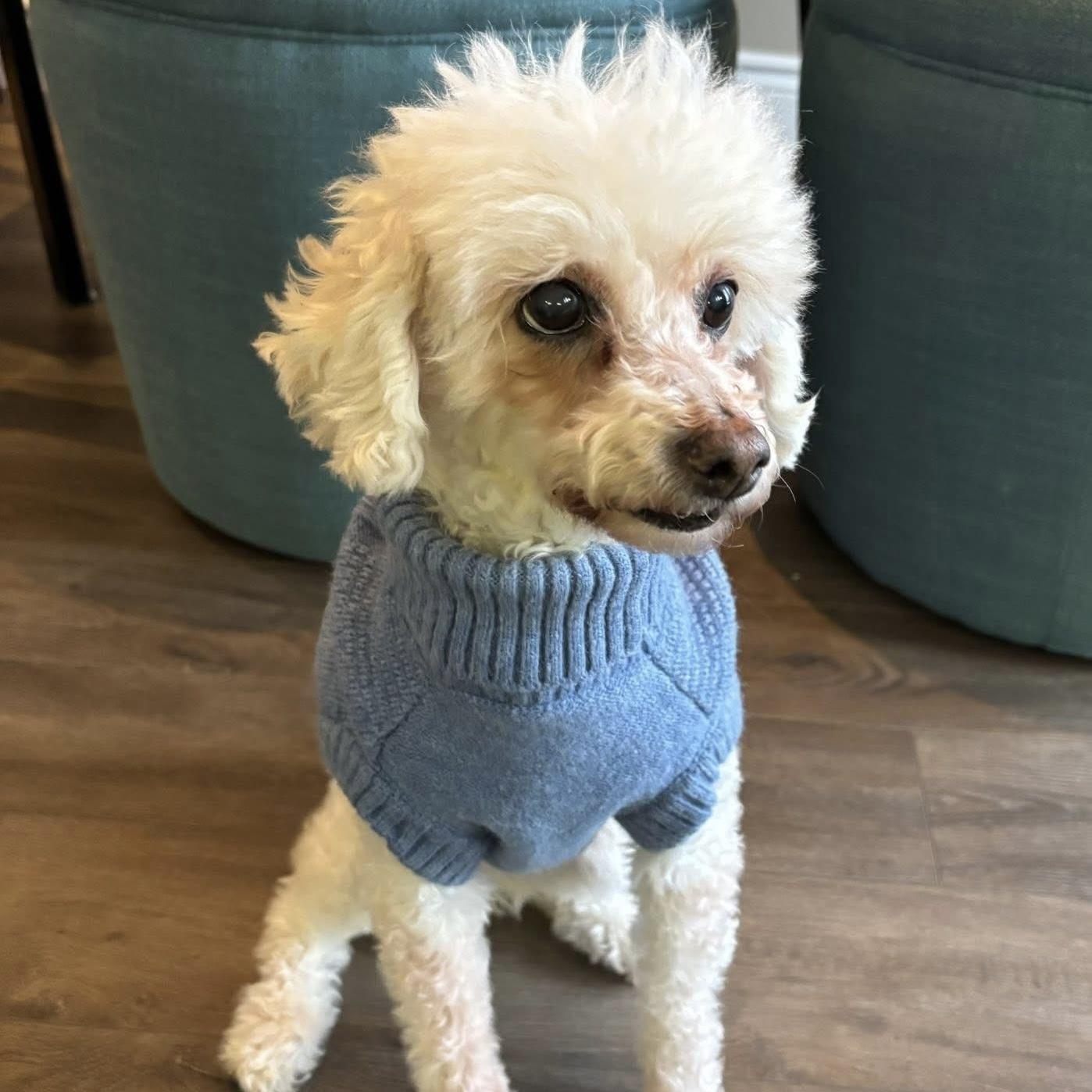 Ernie & Stella, a ADOPTABLE mixed breed in Toronto, ON image 4/6