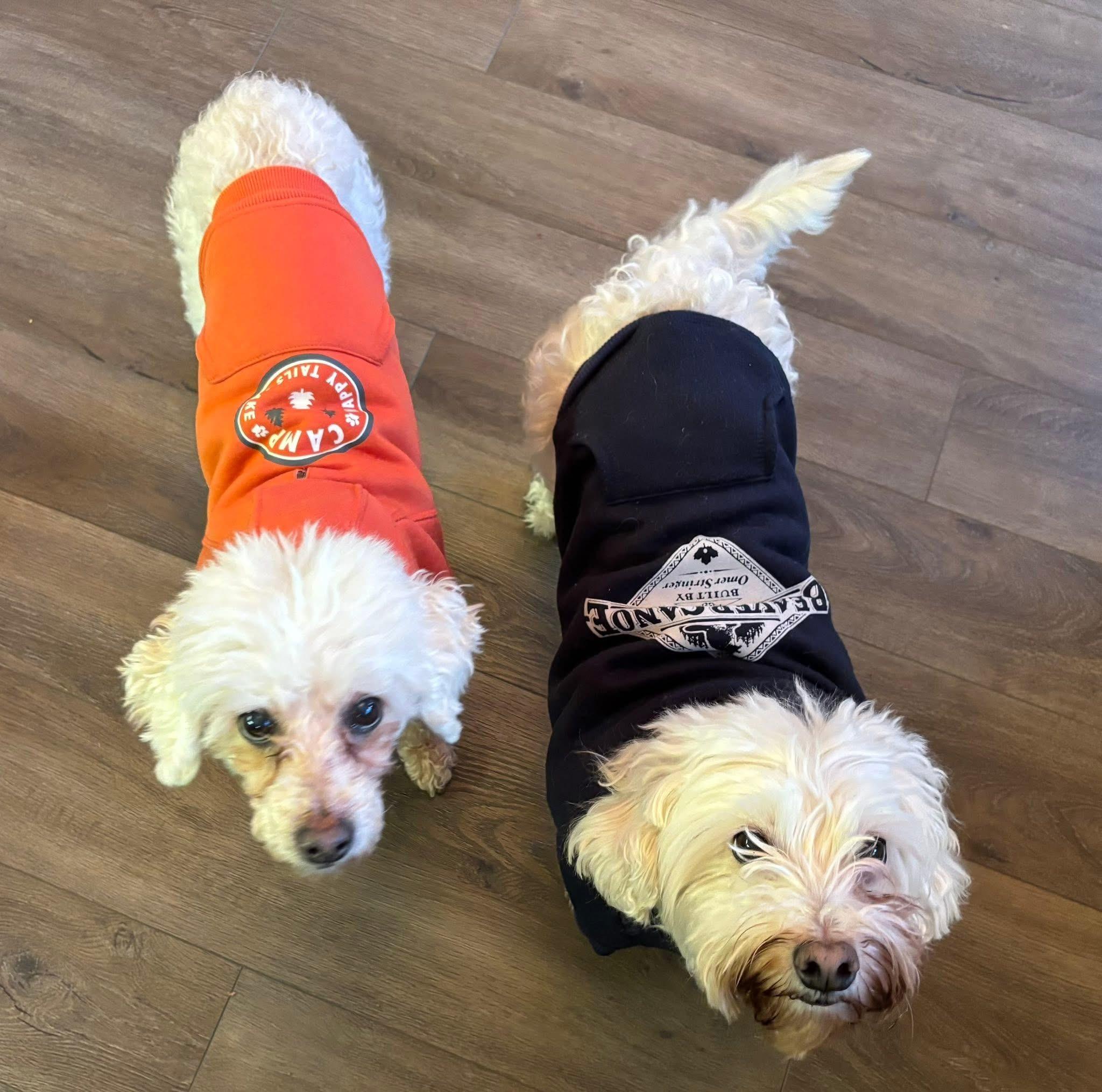 Ernie & Stella, a ADOPTABLE mixed breed in Toronto, ON image 1/6