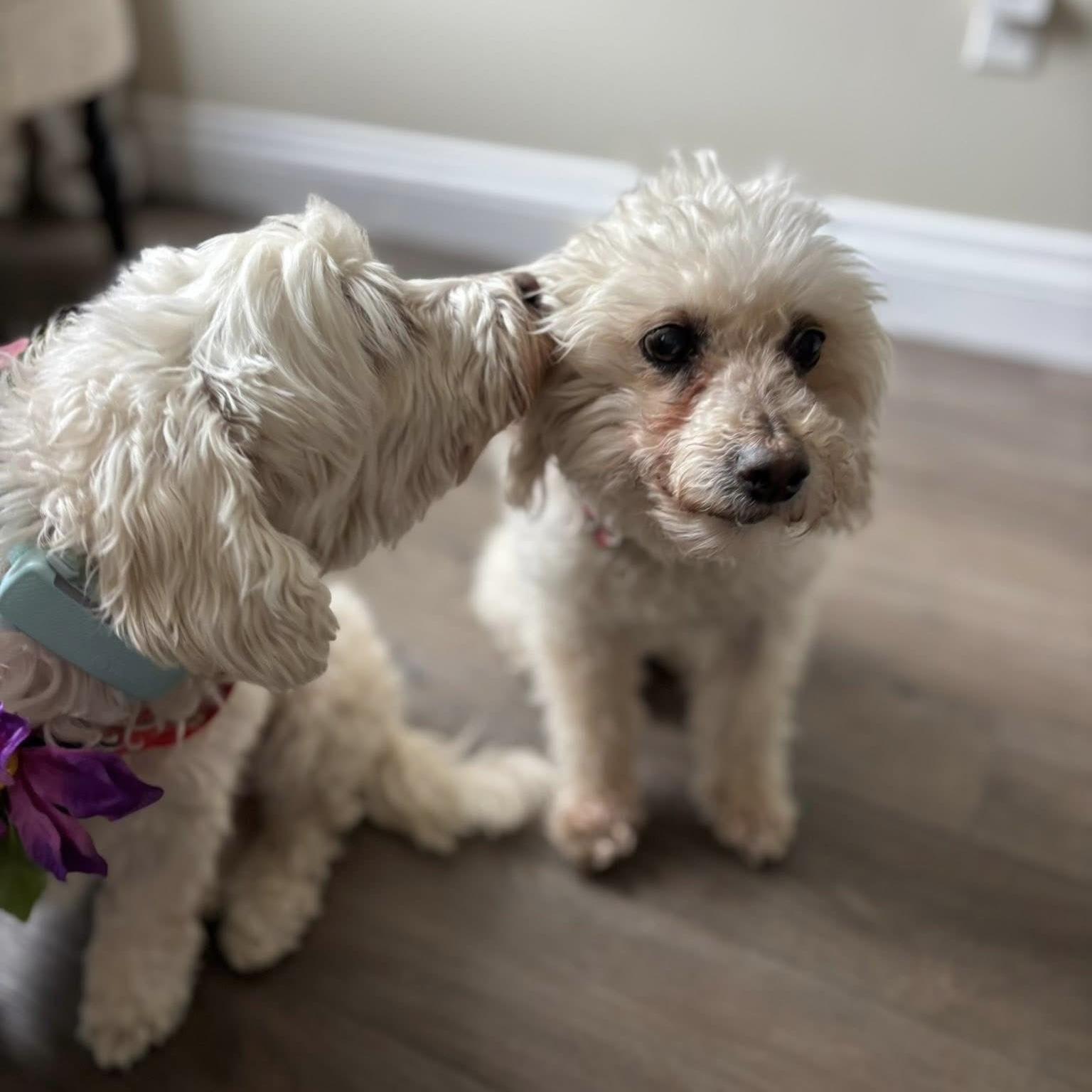 Ernie & Stella, a ADOPTABLE mixed breed in Toronto, ON image 3/6