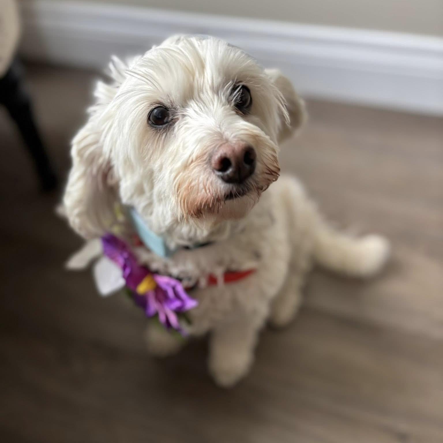 Ernie & Stella, a ADOPTABLE mixed breed in Toronto, ON image 2/6