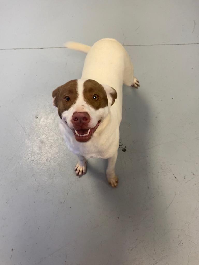 Siri, Adoptable, Adult Female Labrador Retriever & Hound.