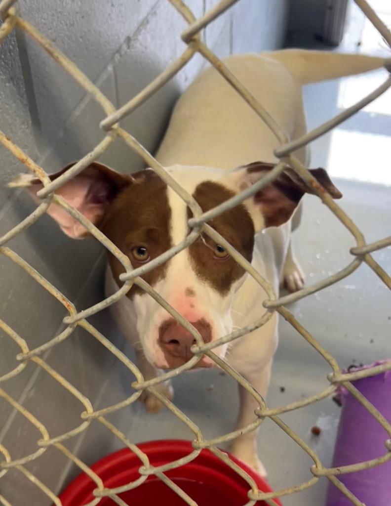 Enlarge Siri, a Adoptable mixed breed in Greenwood, MS image 2/3