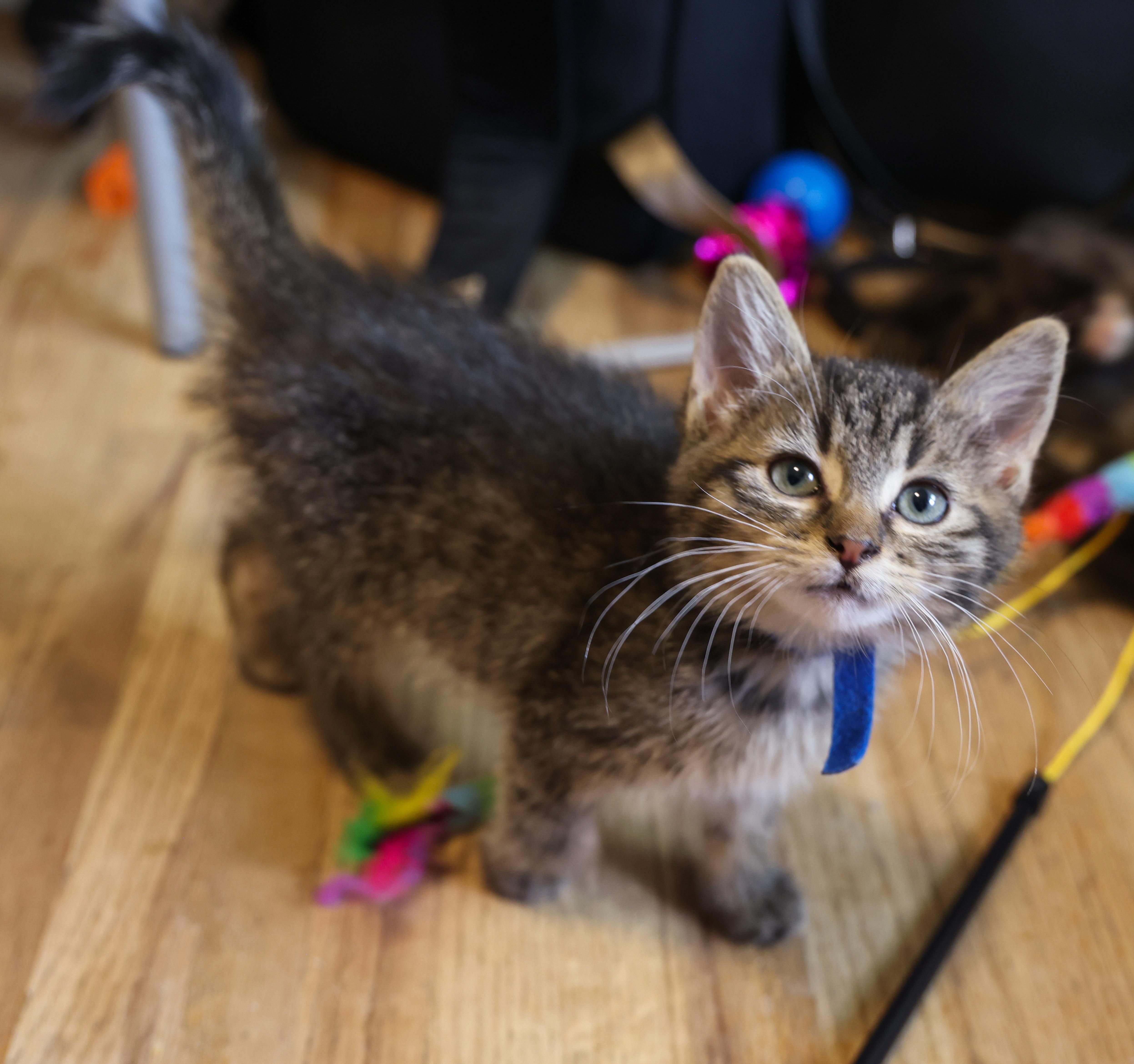 Waffle Pop, an adoptable Domestic Short Hair in Calgary, AB, T2E 3Z7 | Photo Image 1