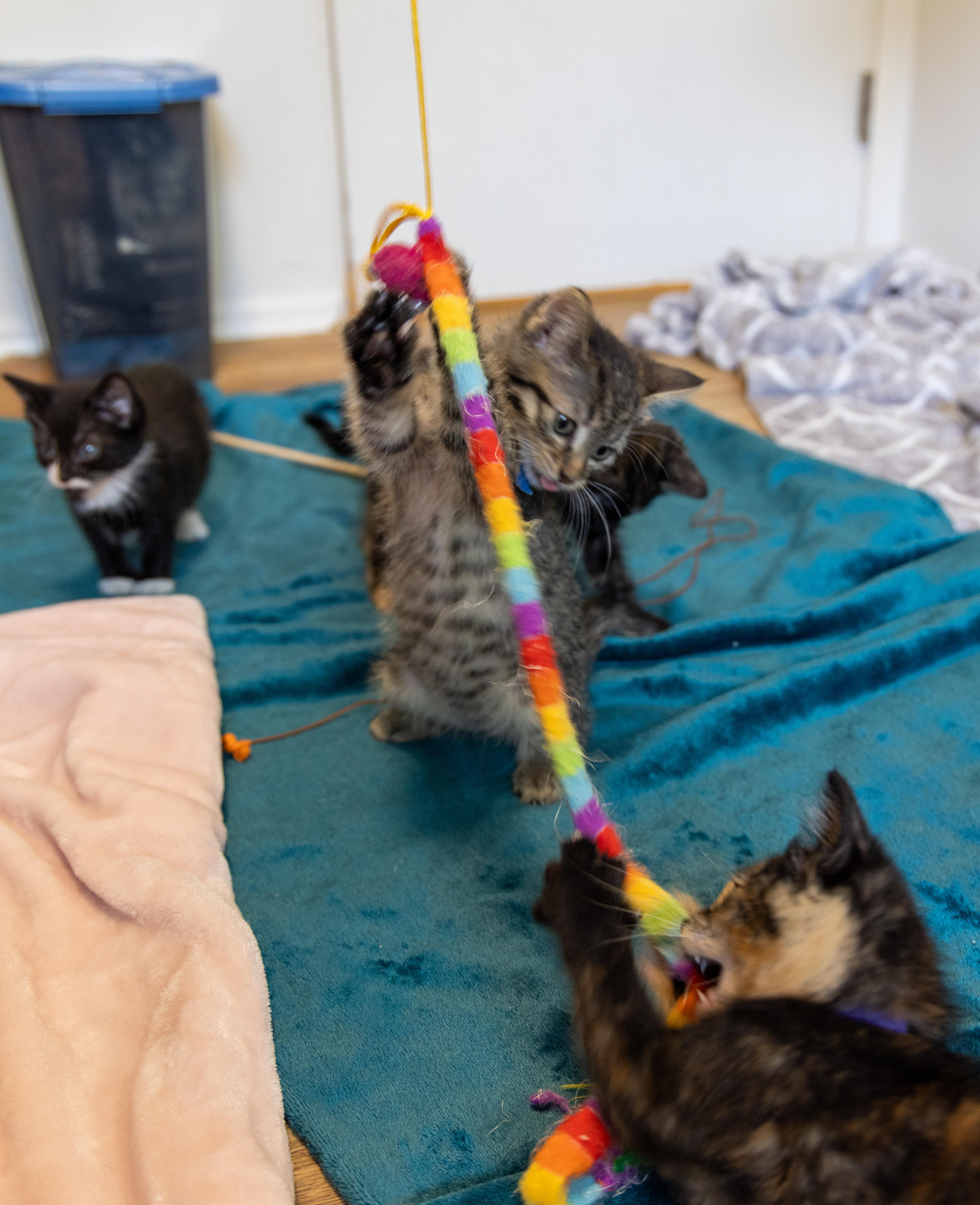 Waffle Pop, an adoptable Domestic Short Hair in Calgary, AB, T2E 3Z7 | Photo Image 4