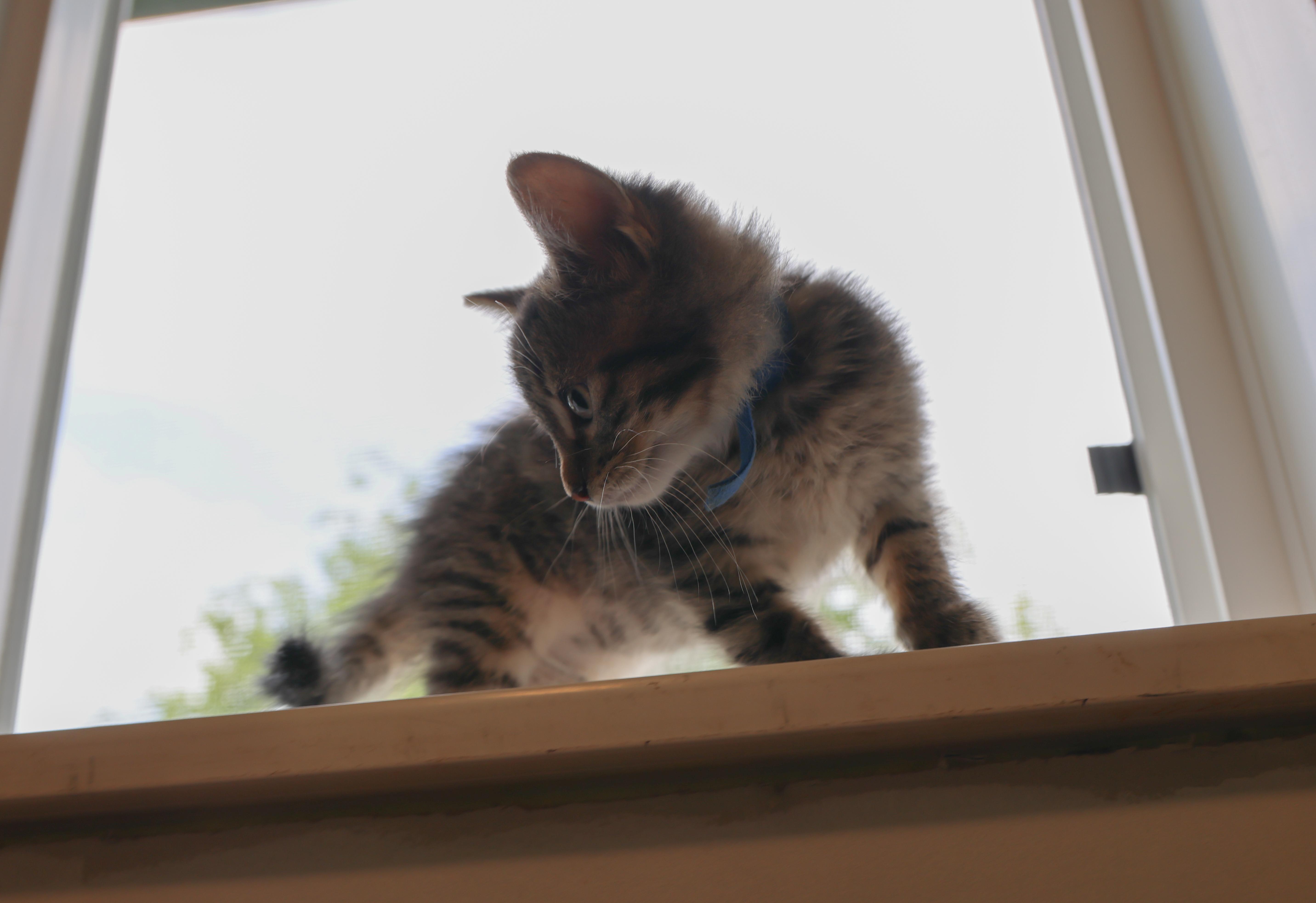 Waffle Pop, an adoptable Domestic Short Hair in Calgary, AB, T2E 3Z7 | Photo Image 3