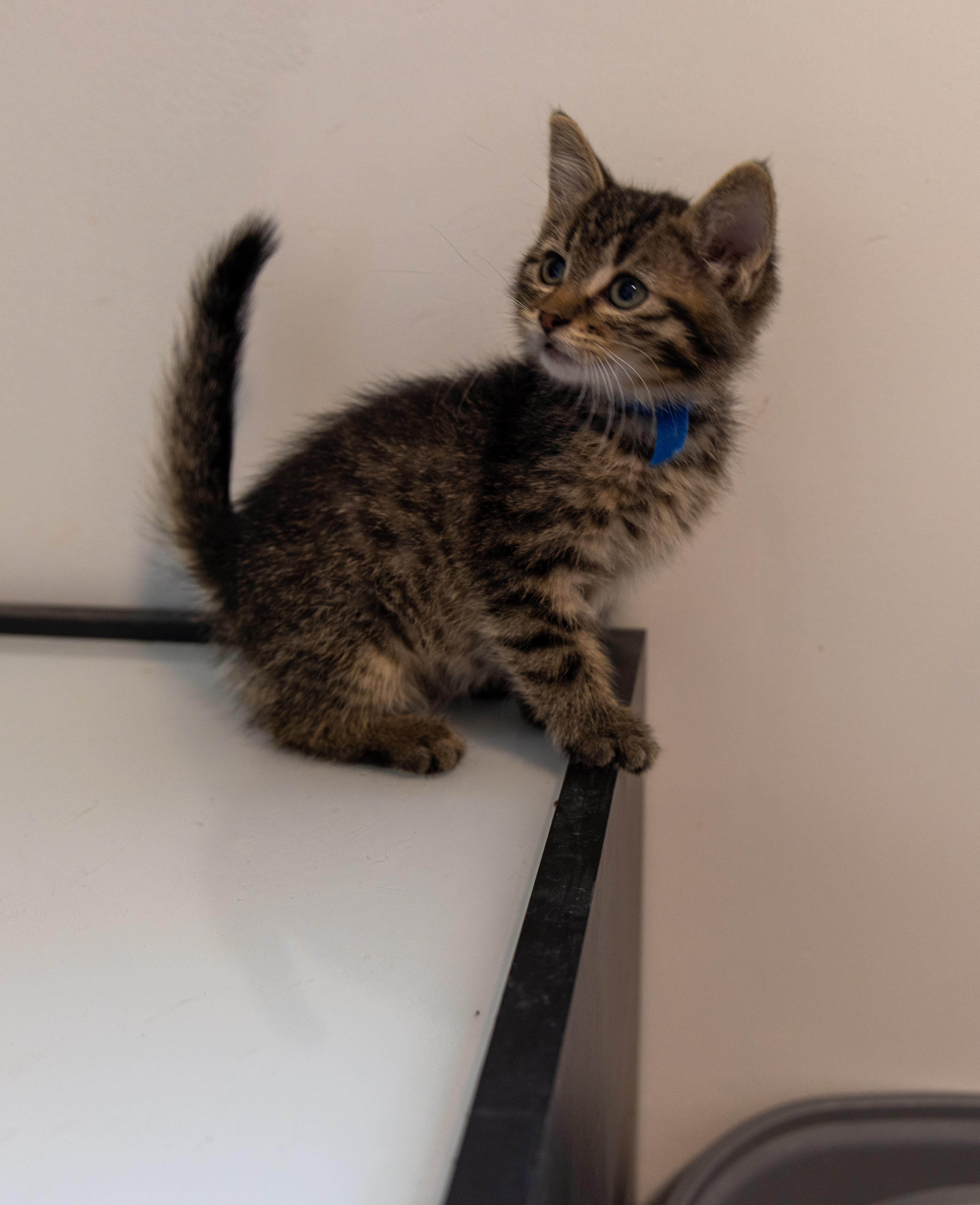 Waffle Pop, an adoptable Domestic Short Hair in Calgary, AB, T2E 3Z7 | Photo Image 2