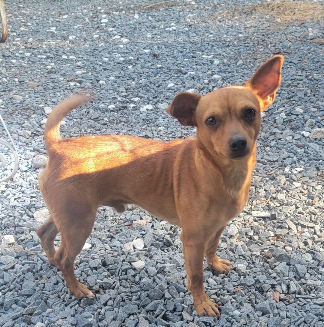 Dog for adoption JoJo, a Chihuahua Mix in Onley, VA Petfinder