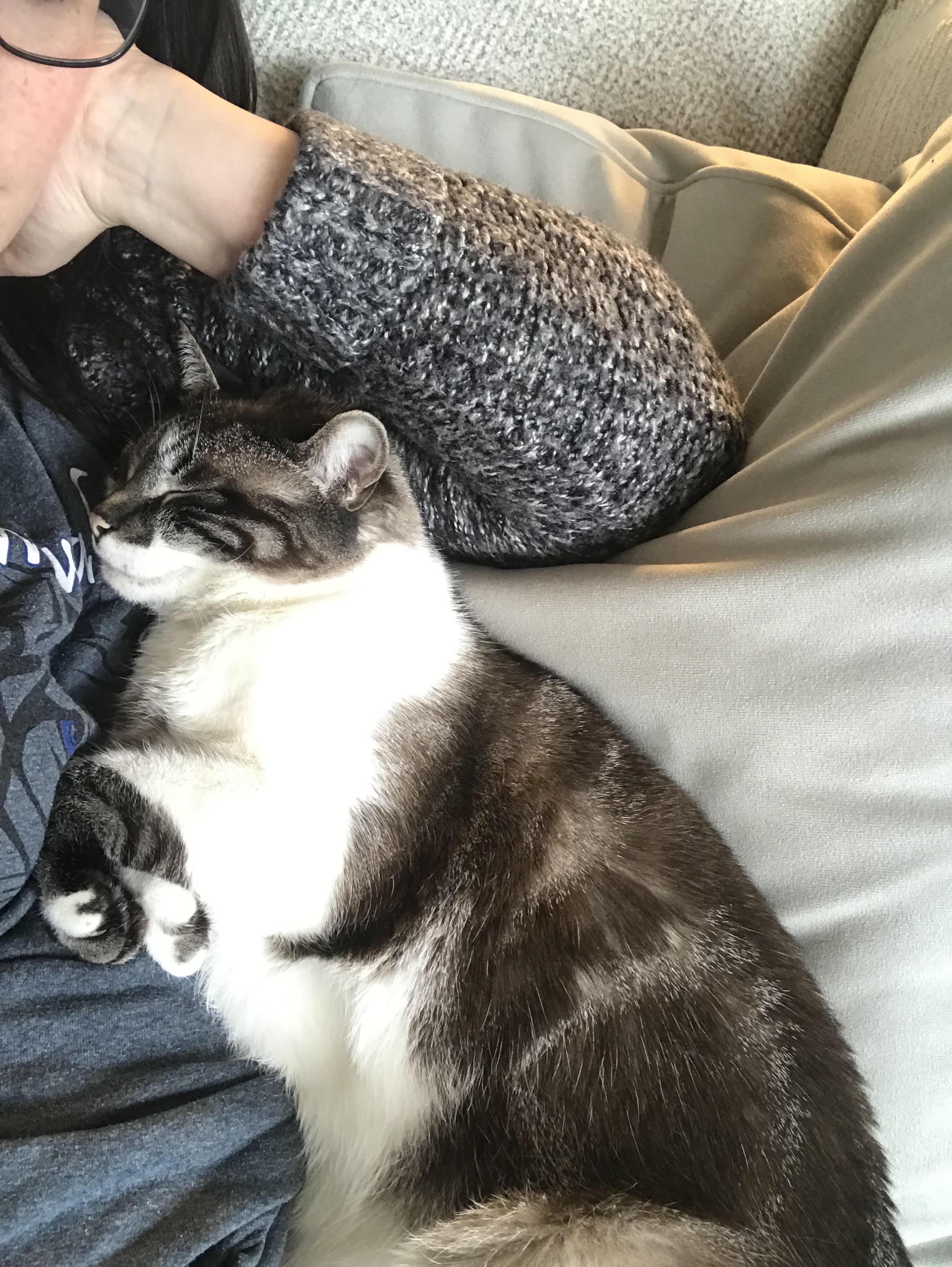 Mags, Adopted, Adult Female Domestic Short Hair.