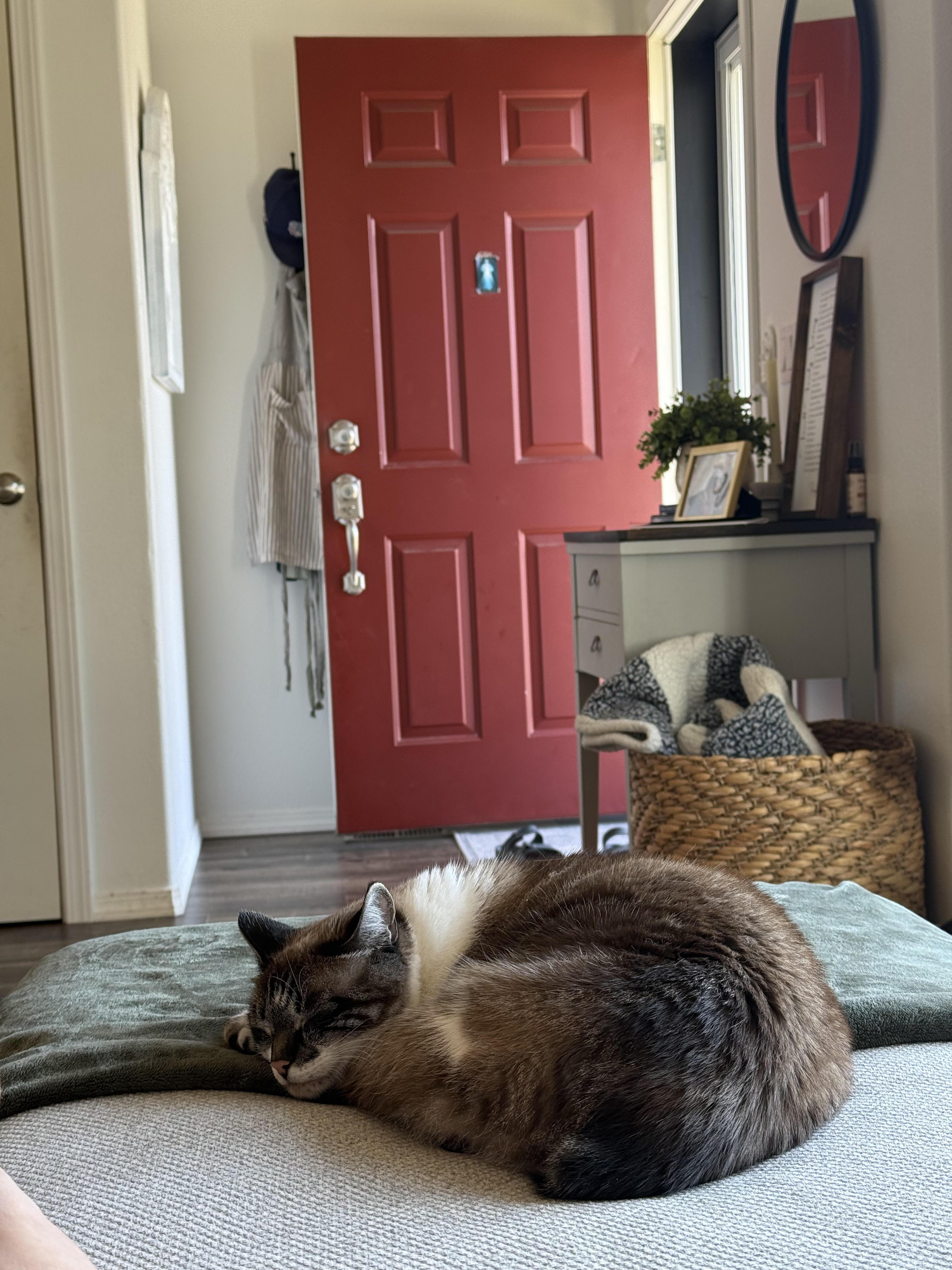 Mags, a Adopted Domestic Short Hair in Chewelah, WA image 2/4