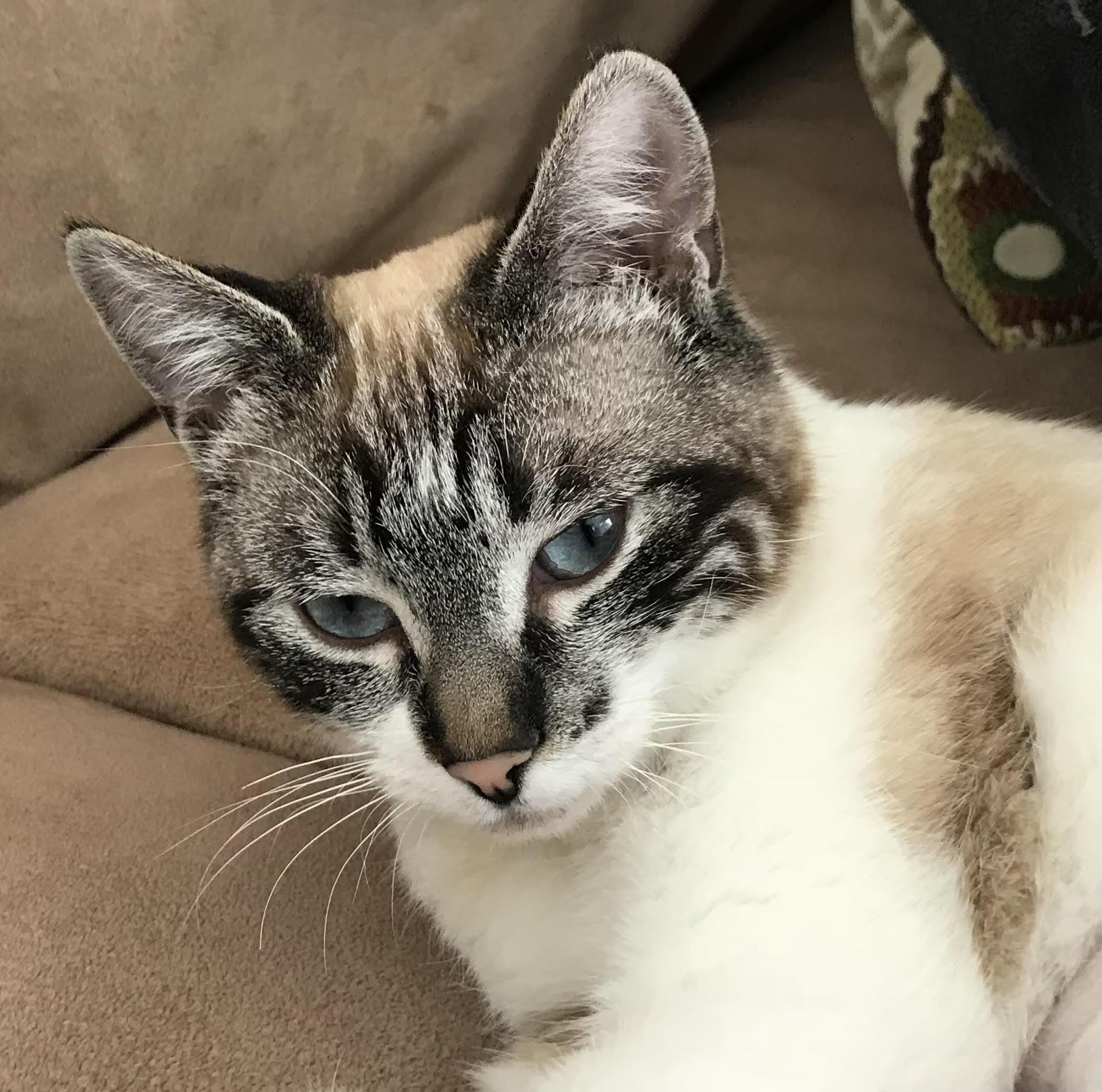 Mags, a Adopted Domestic Short Hair in Chewelah, WA image 3/4