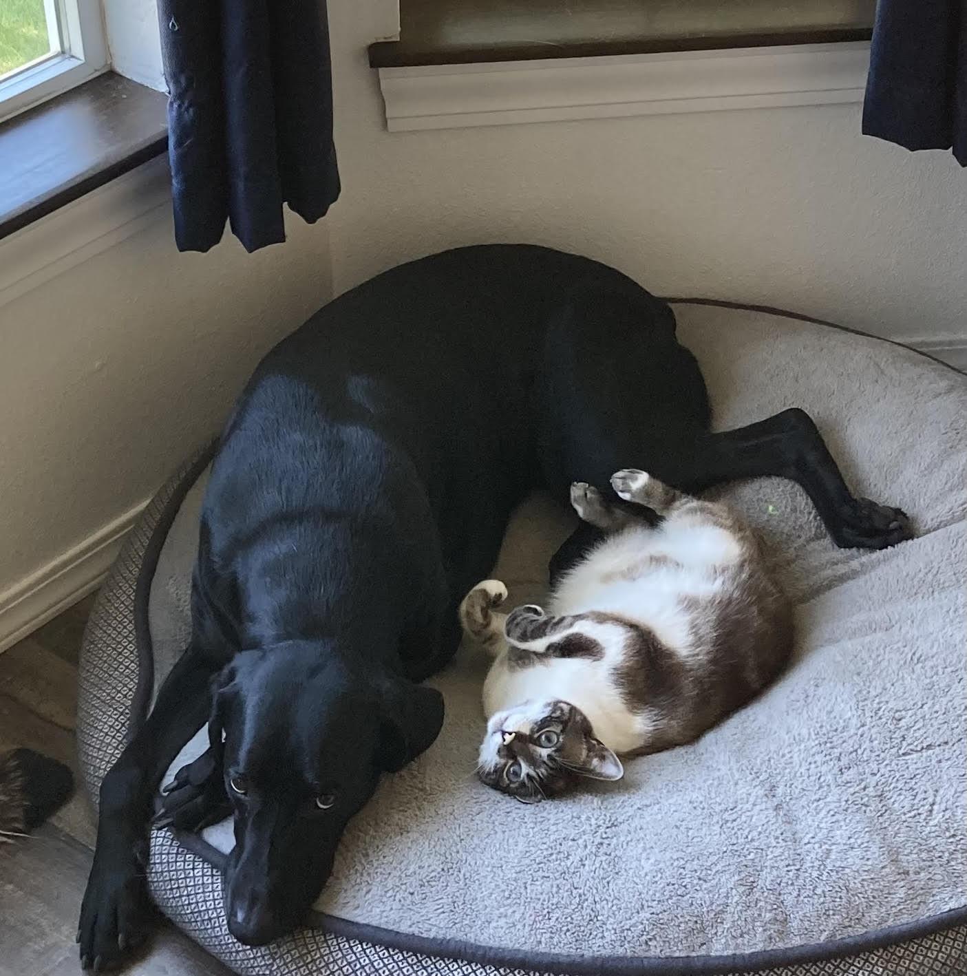 Mags, an adoptable Domestic Short Hair in Chewelah, WA, 99109 | Photo Image 2