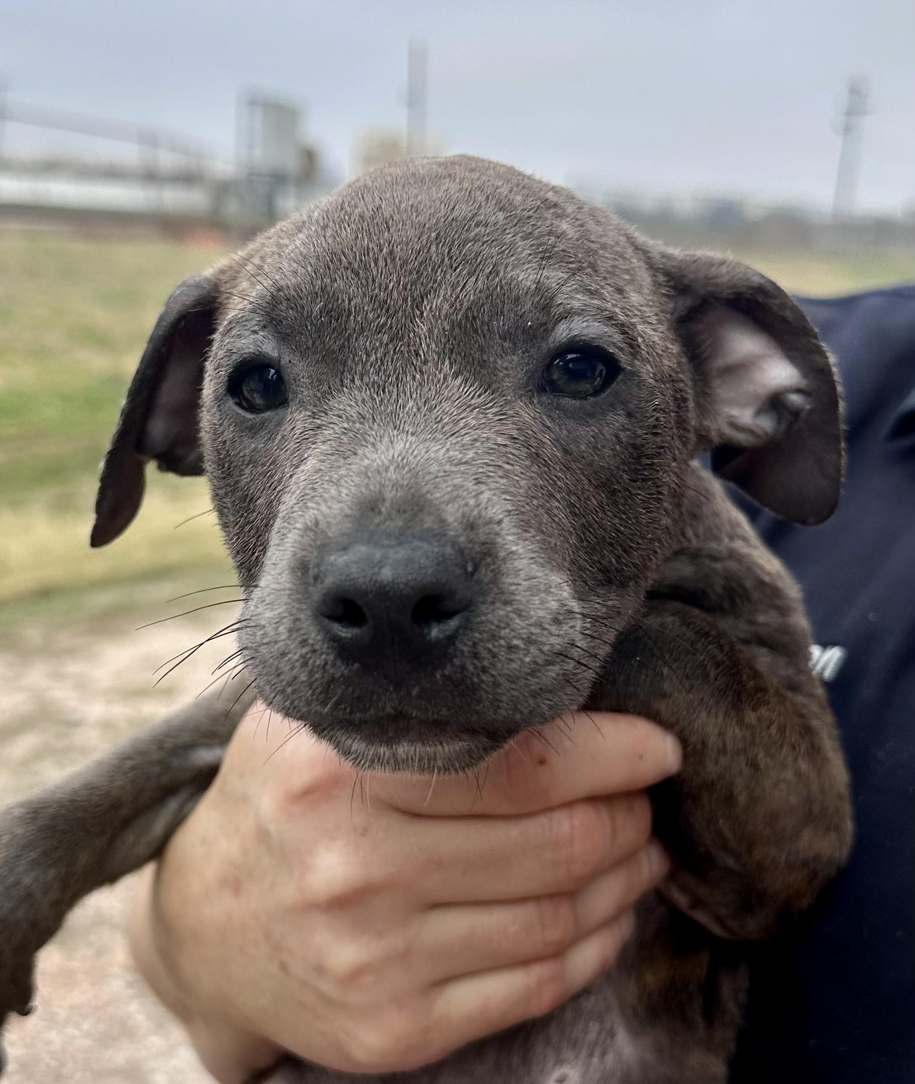 Enlarge Shotzie - Tagged4Rescue, a Adoptable mixed breed in Edna, TX image 1/1