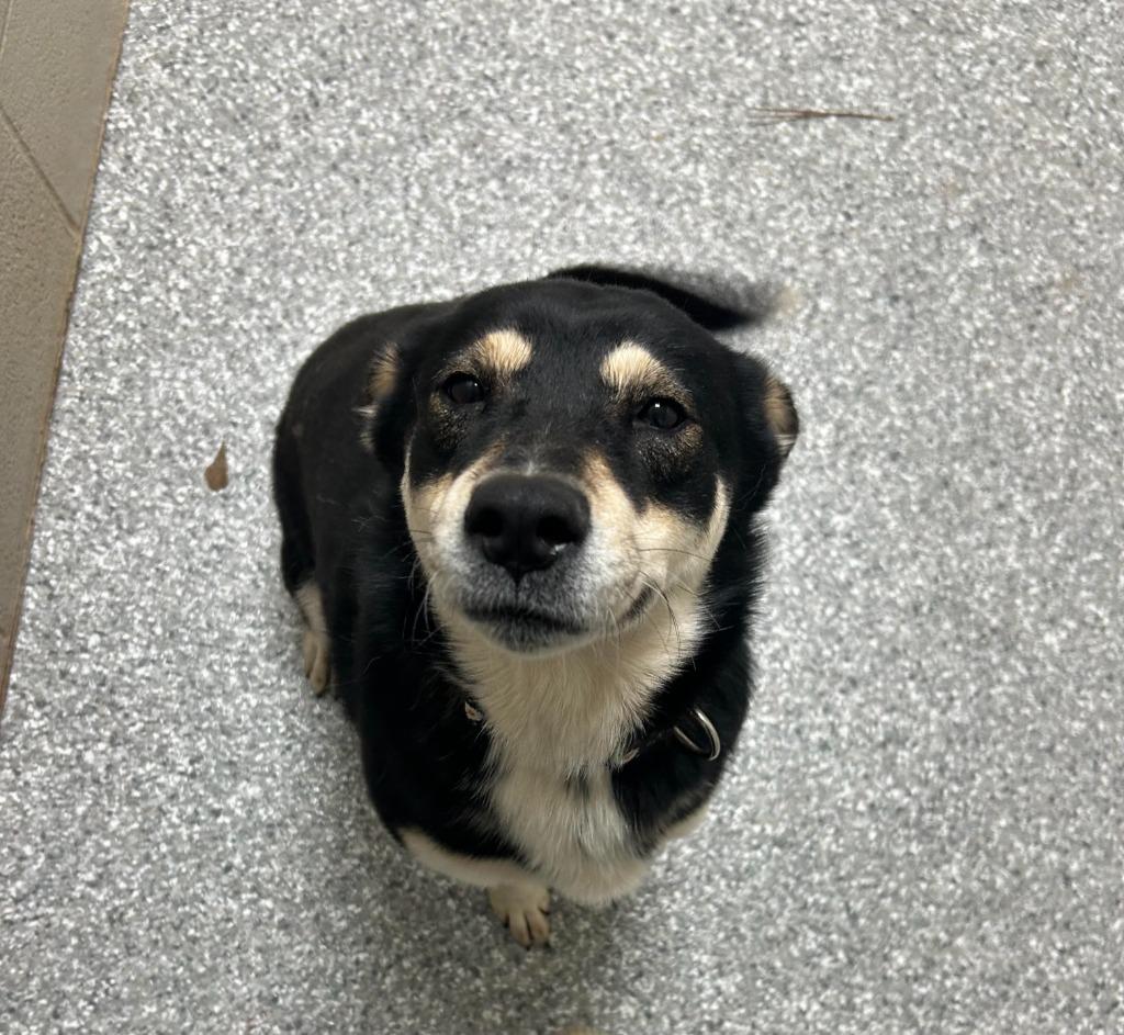 Becky, Adoptable, Adult Female Shepherd & Husky.