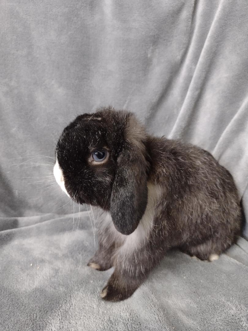 Enlarge Sylvester-teeth, a Adoptable Holland Lop in Plymouth, MI image 3/5