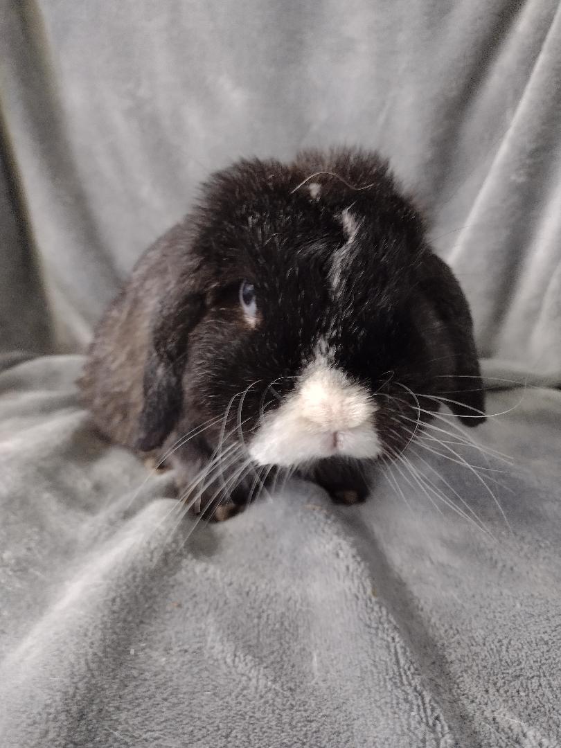 Enlarge Sylvester-teeth, a Adoptable Holland Lop in Plymouth, MI image 2/5