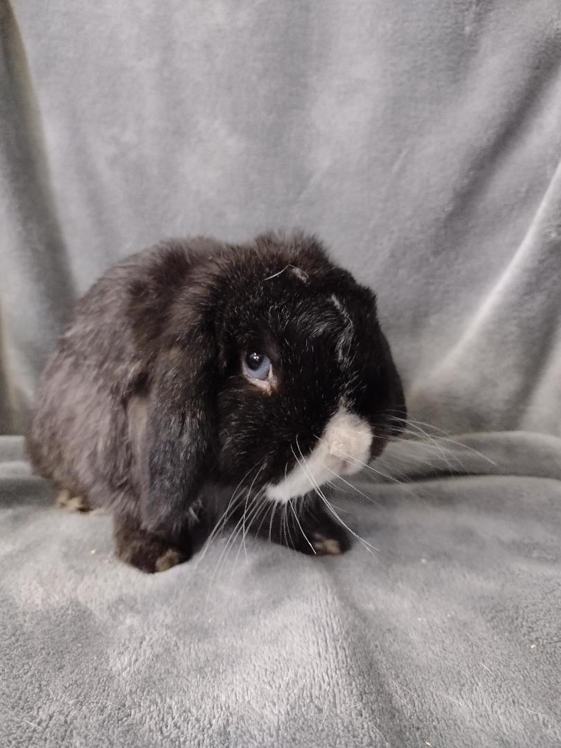 Enlarge Sylvester-teeth, a Adoptable Holland Lop in Plymouth, MI image 1/5