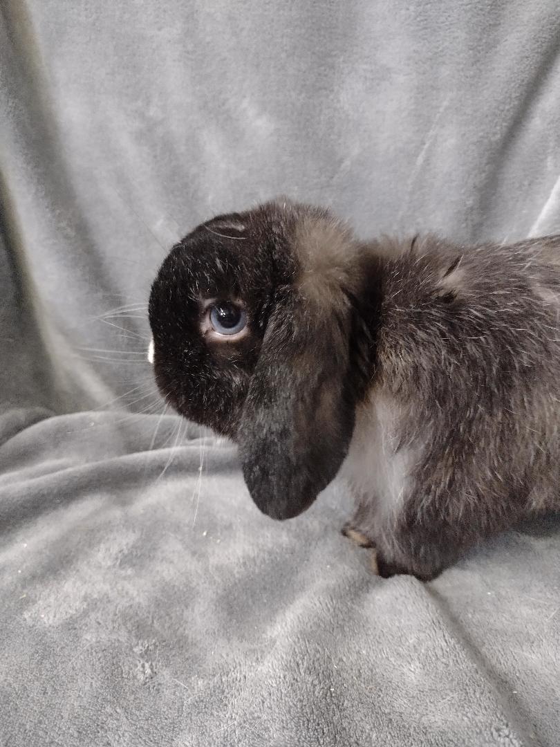 Enlarge Sylvester-teeth, a Adoptable Holland Lop in Plymouth, MI image 4/5